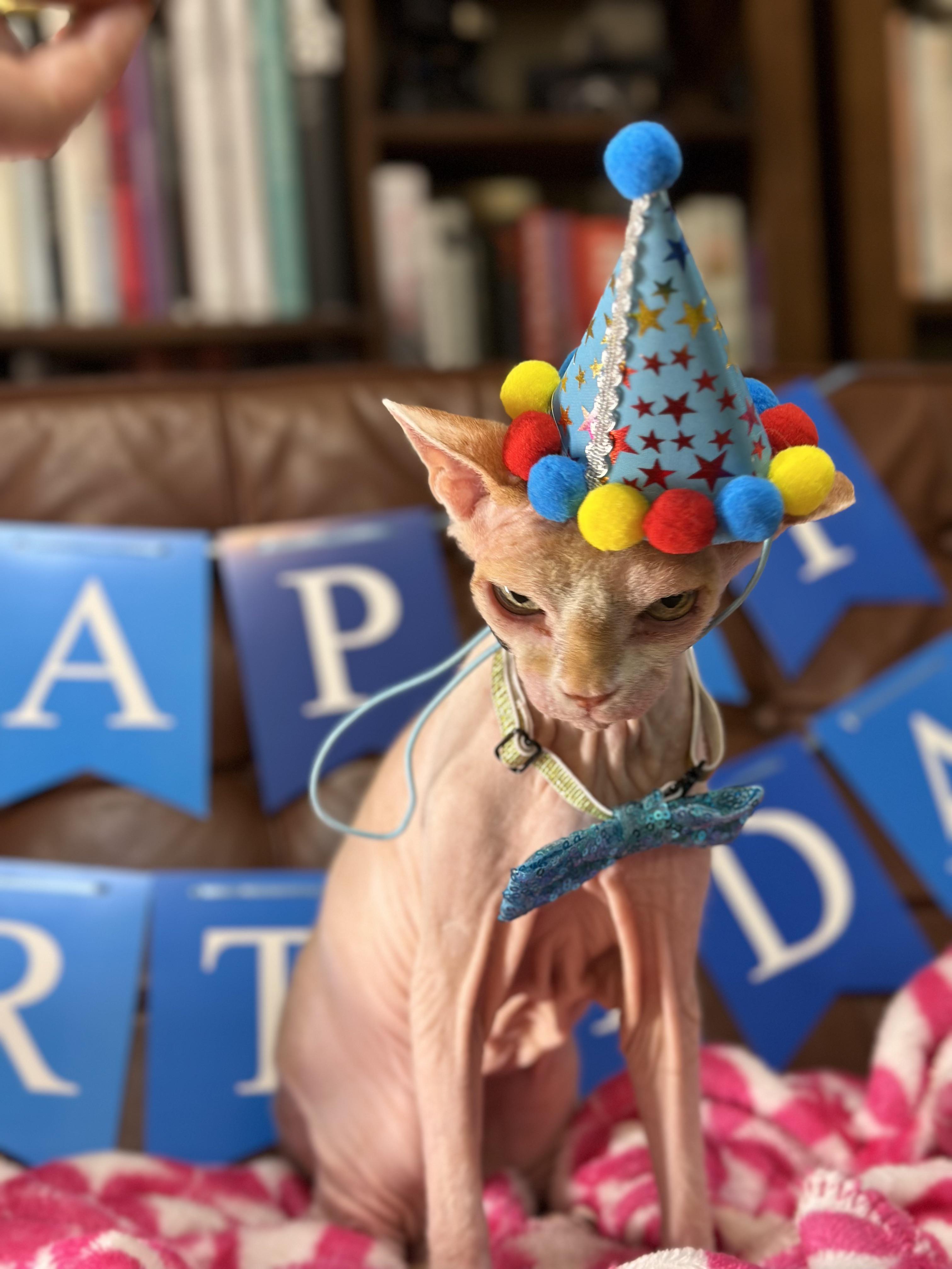 General 3024x4032 cats Sphinx Cat angry funny hats collar portrait display animals looking at viewer hat birthday