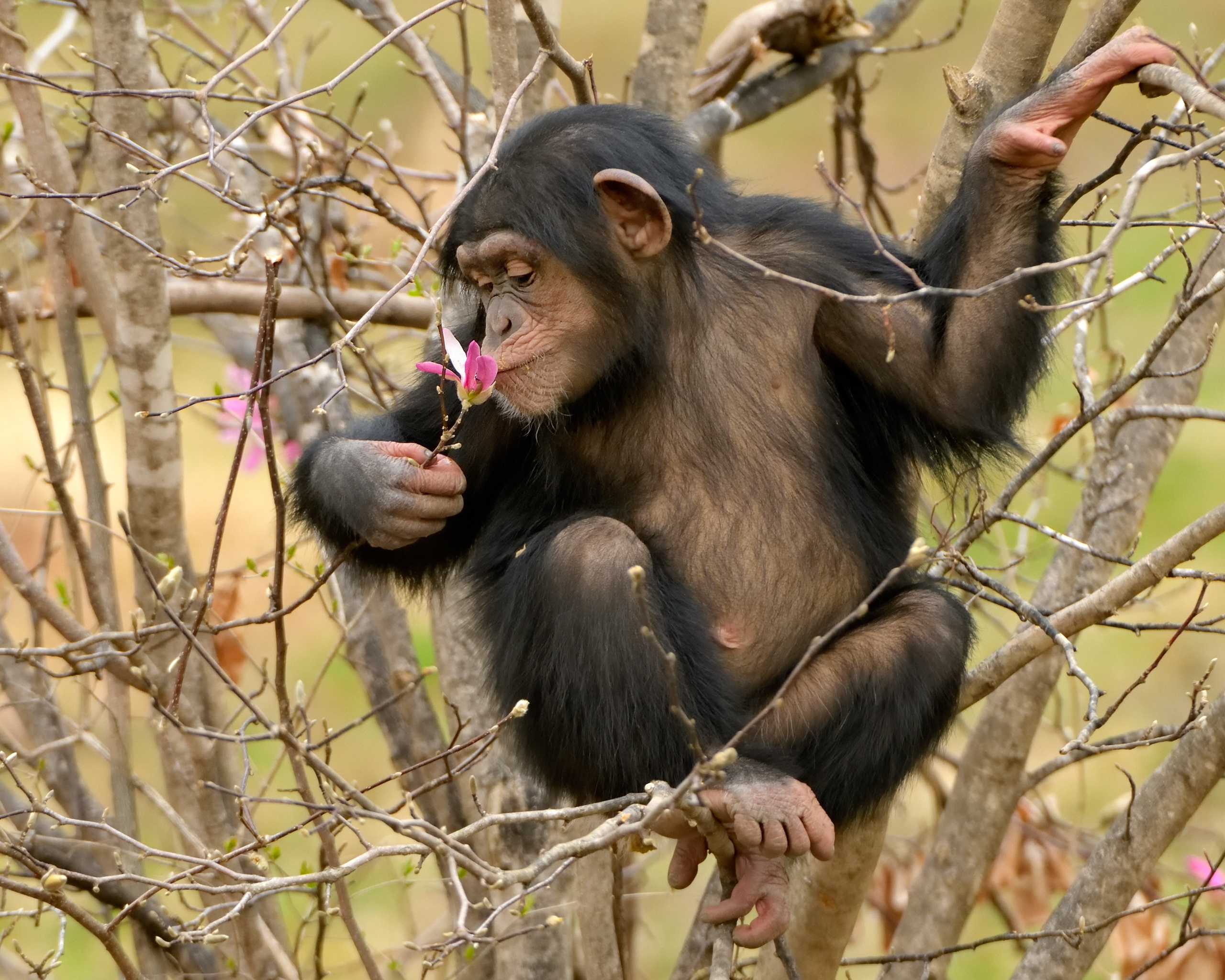 General 2560x2048 apes animals chimpanzees trees closeup