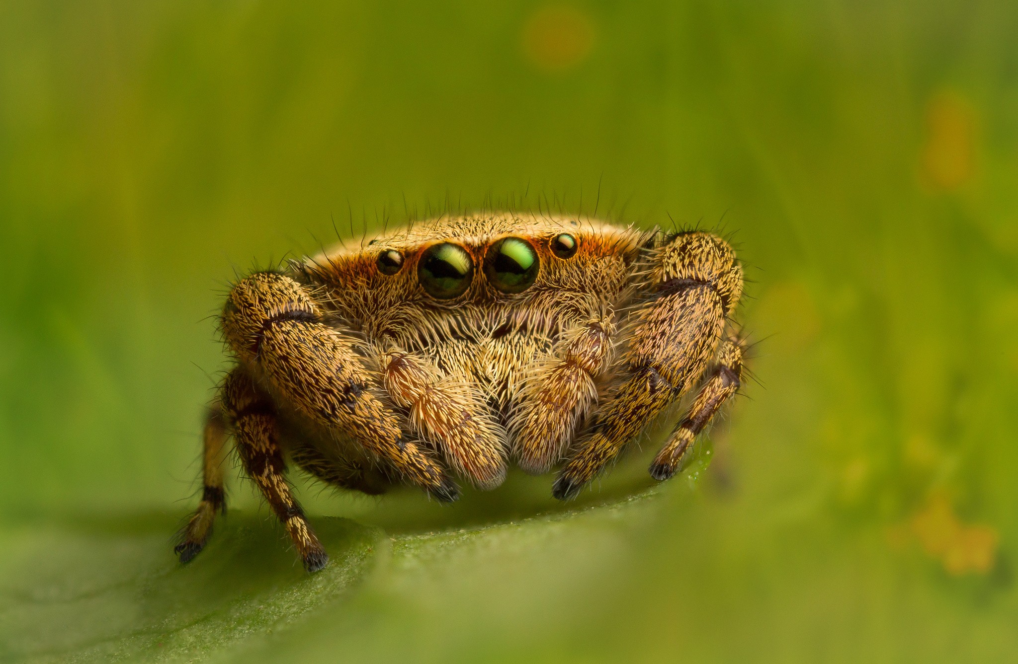 General 2048x1337 photography macro spider leaves eyes animals Jumping Spider green background closeup arachnid nature