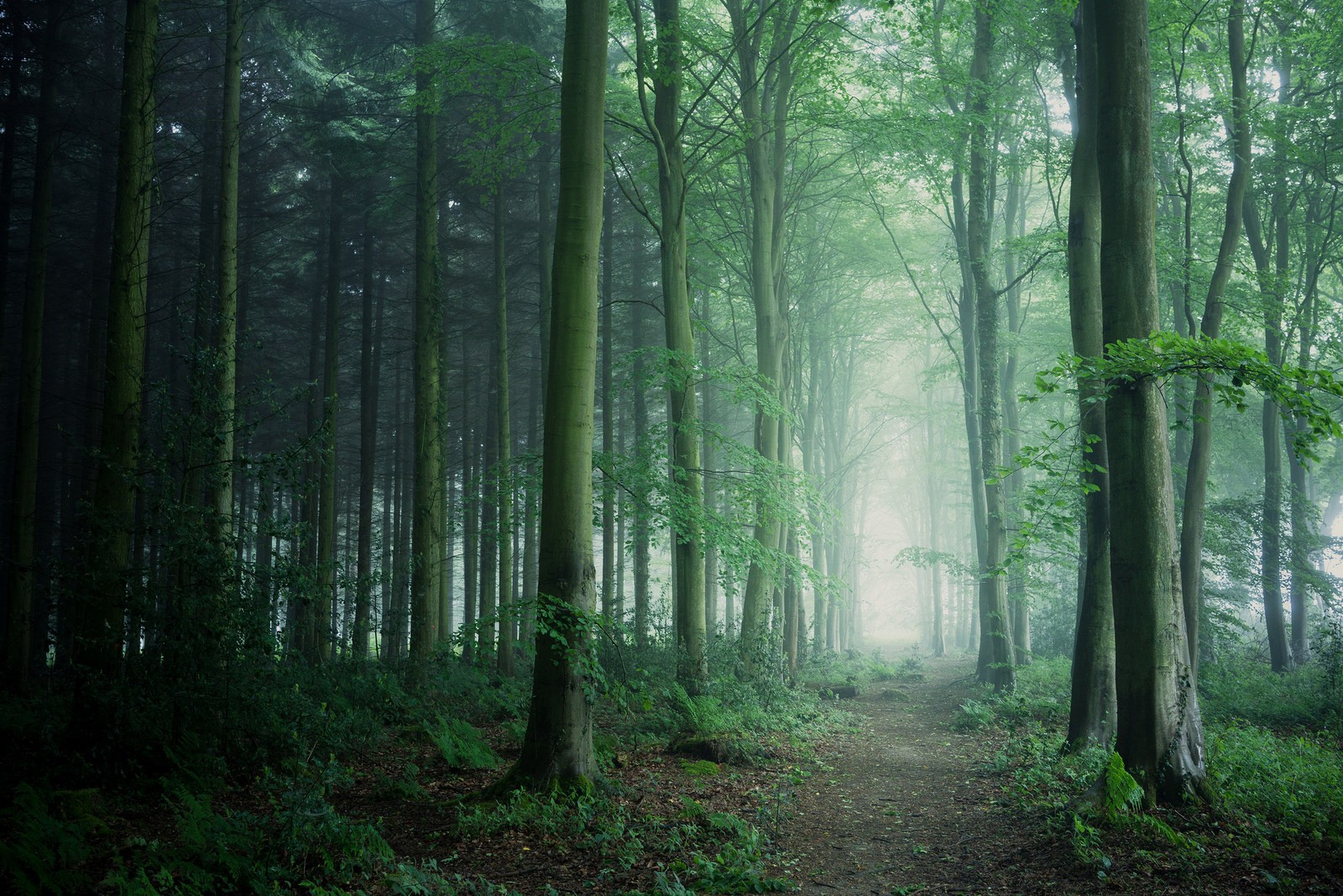 General 1600x1067 photography trees mist dark forest plants nature path