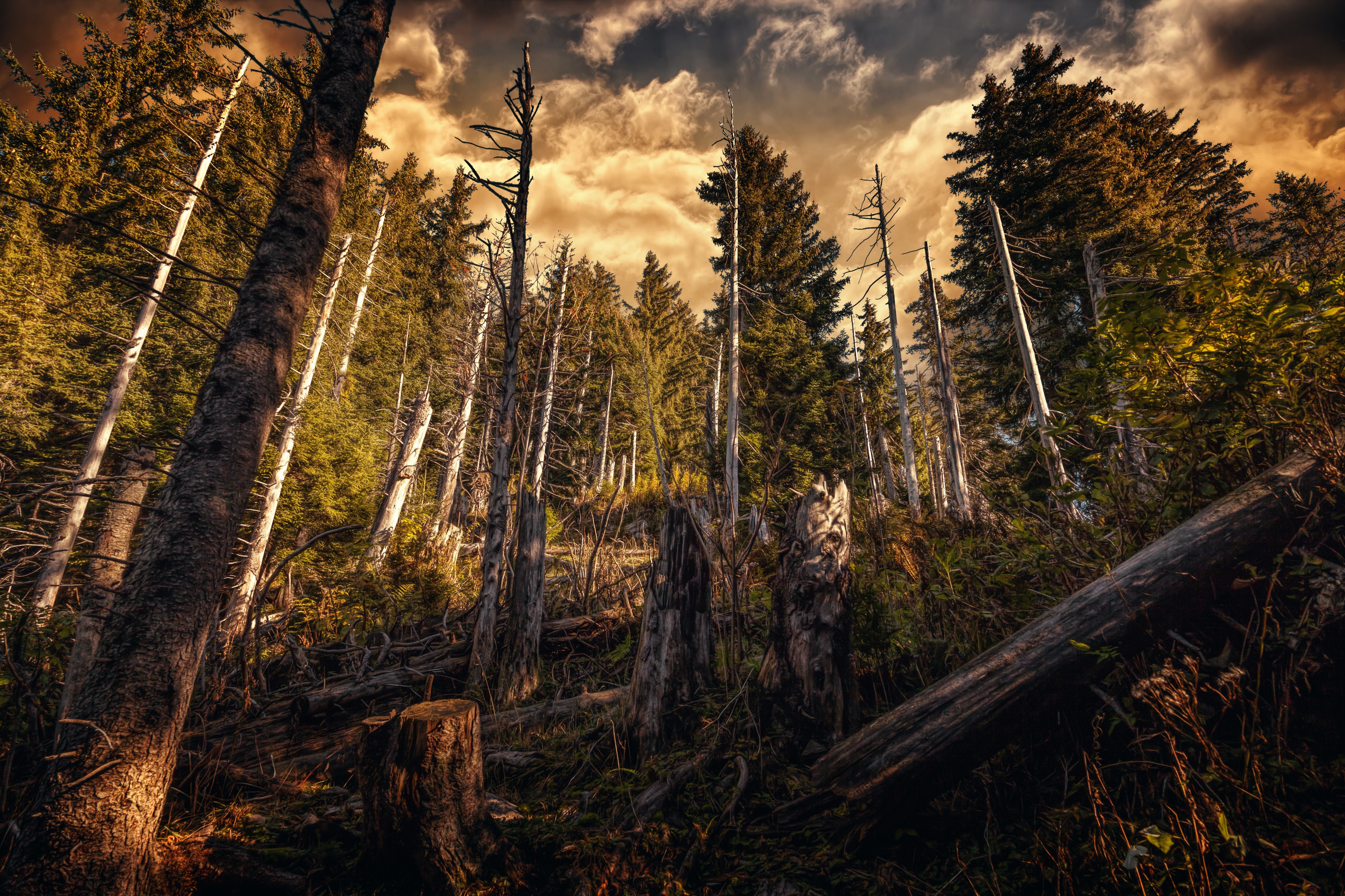 General 5616x3744 forest plants trees HDR nature clouds