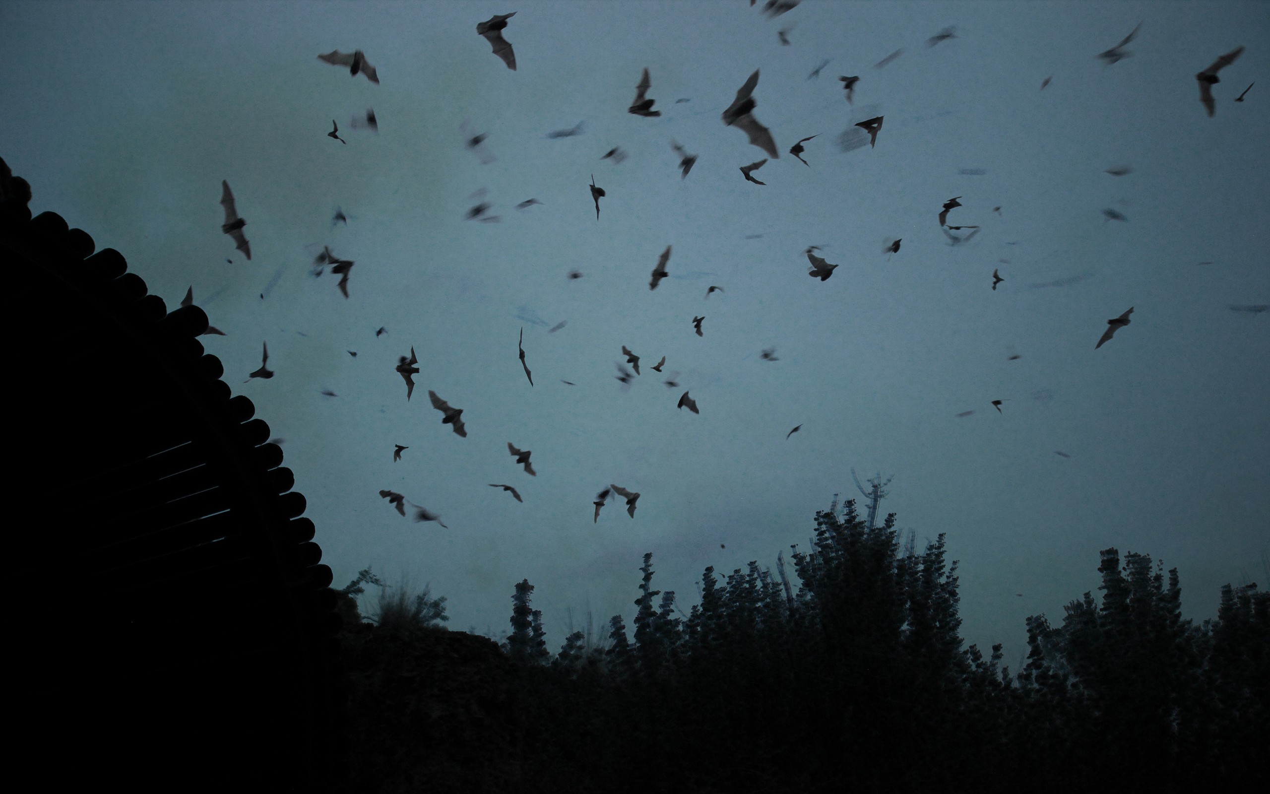 General 2560x1600 landscape bats silhouette animals night wildfire dark low light