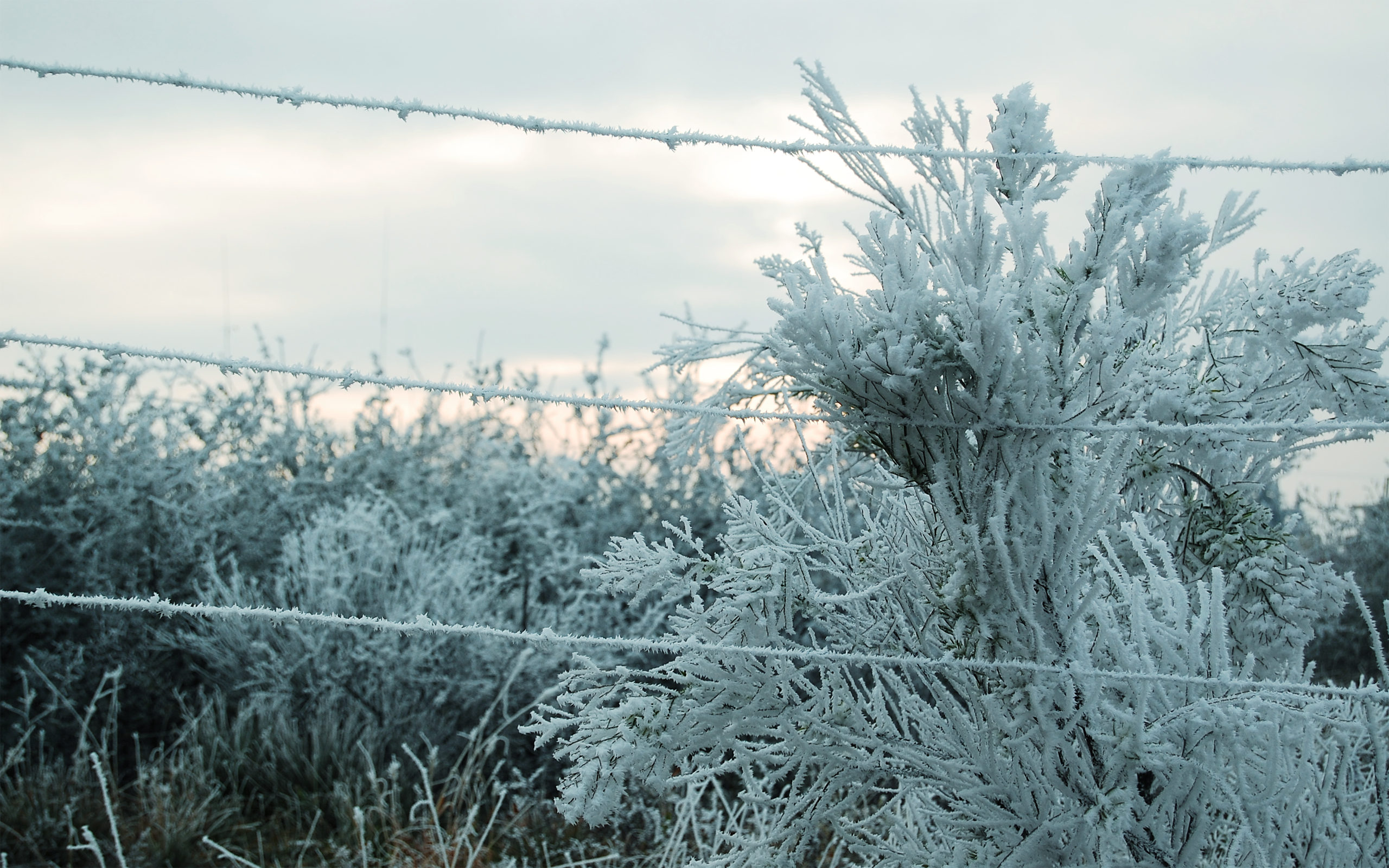 General 2560x1600 winter ice cold overcast barbed wire overgrown trees