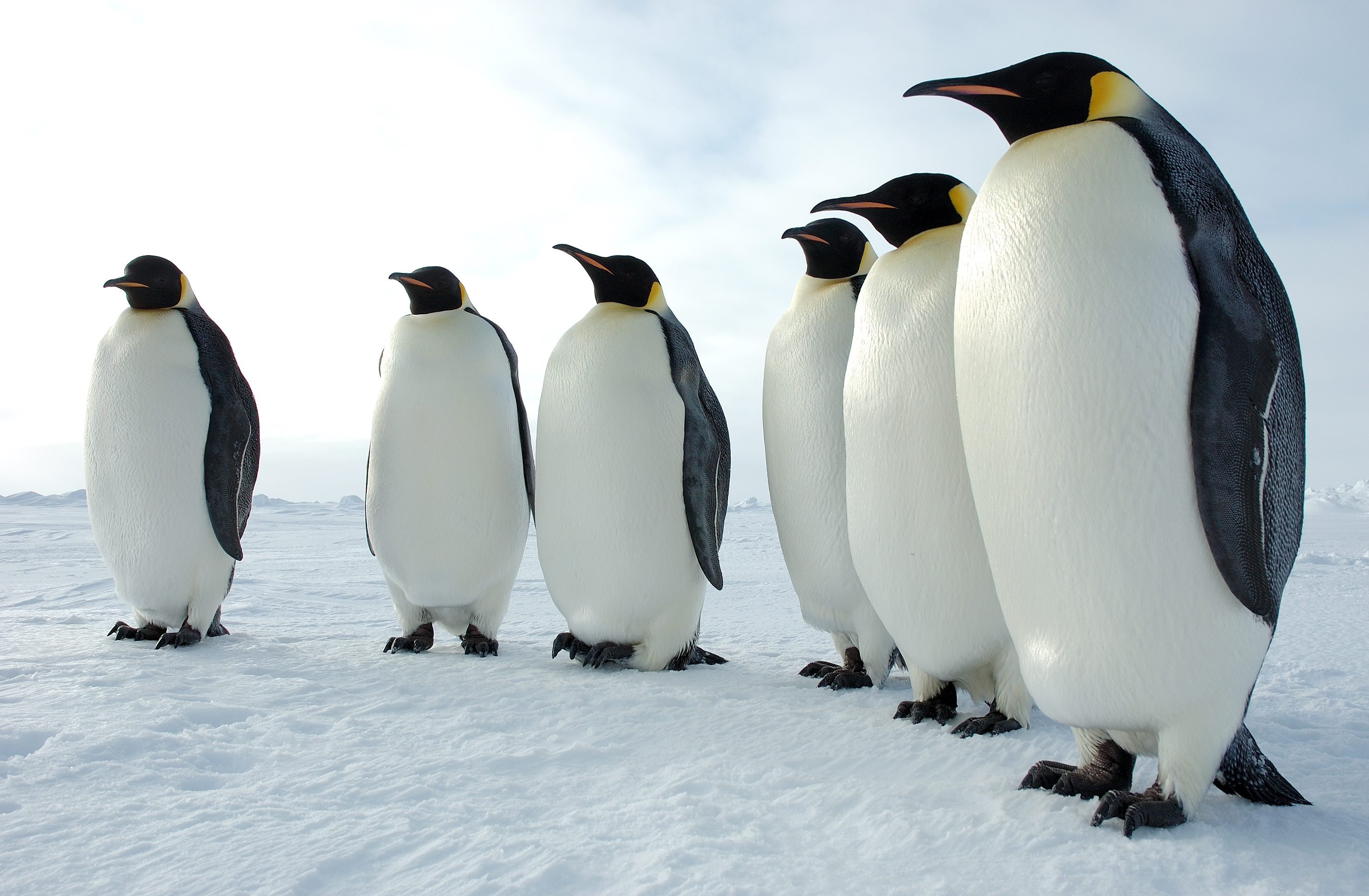 General 2956x1936 animals penguins snow