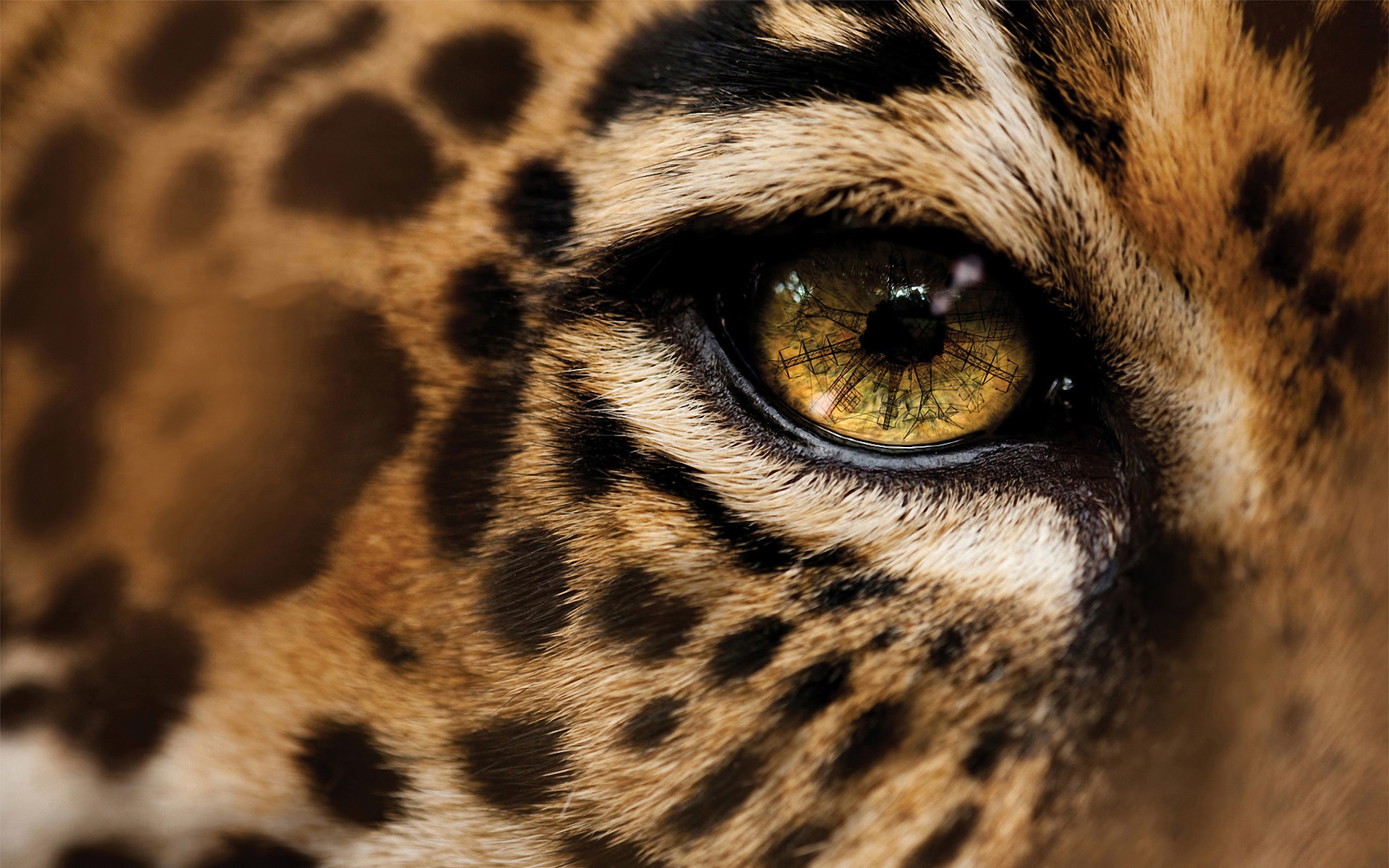 General 1920x1200 nature leopard eyes closeup