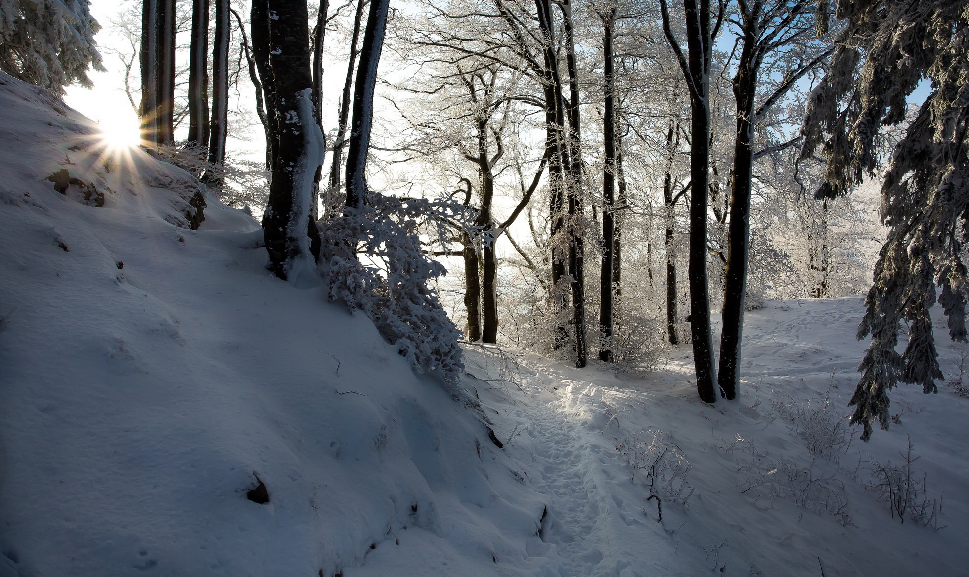 General 1960x1168 winter snow trees