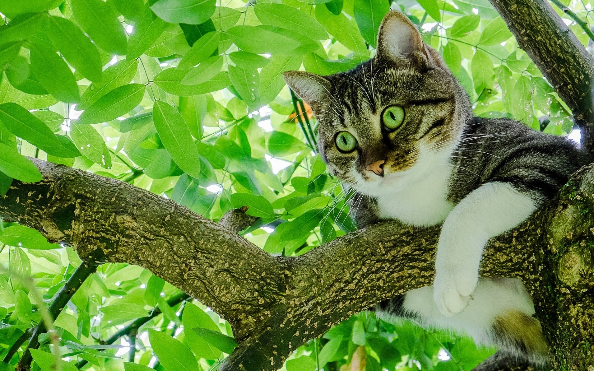 General 1920x1200 cats animals trees green eyes leaves closeup branch green whiskers fur