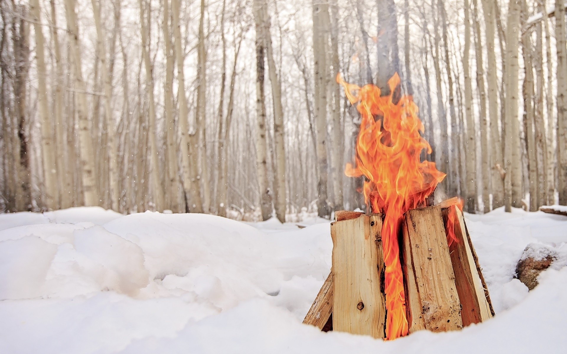 General 1920x1200 winter snow cold wood trees bonfires