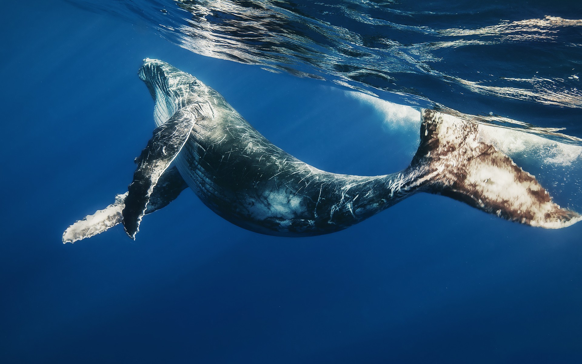 General 1920x1200 nature underwater sea mammals animals whale