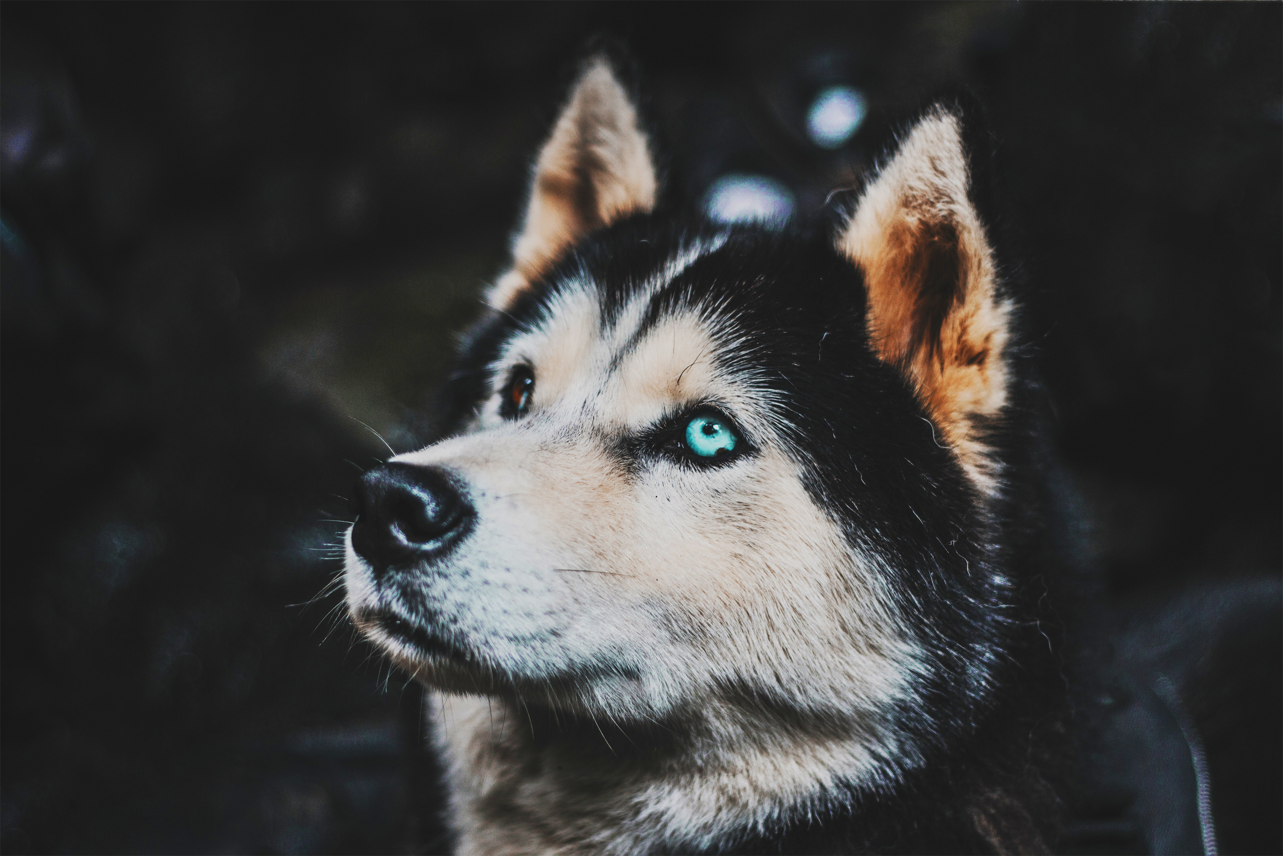 General 2500x1667 dog Siberian Husky  dark background heterochromia closeup
