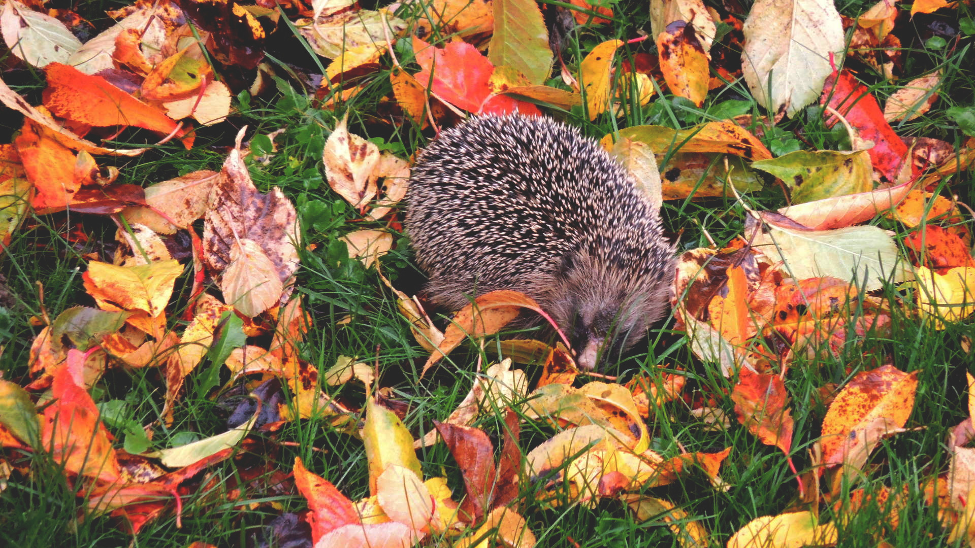 General 1920x1080 hedgehog leaves grass nature outdoors animals fall
