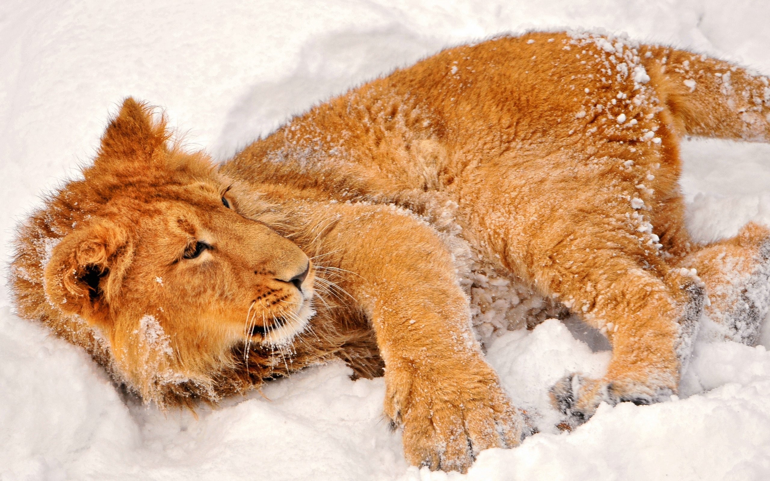 General 2560x1600 animals lion snow