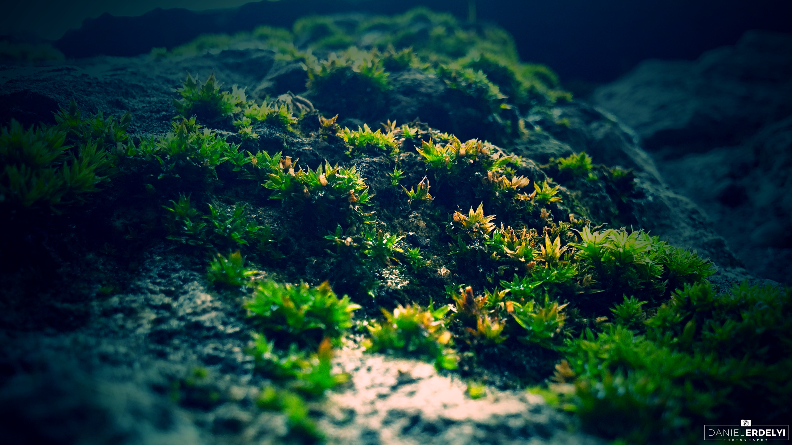 General 2560x1440 moss macro photography green plants nature watermarked