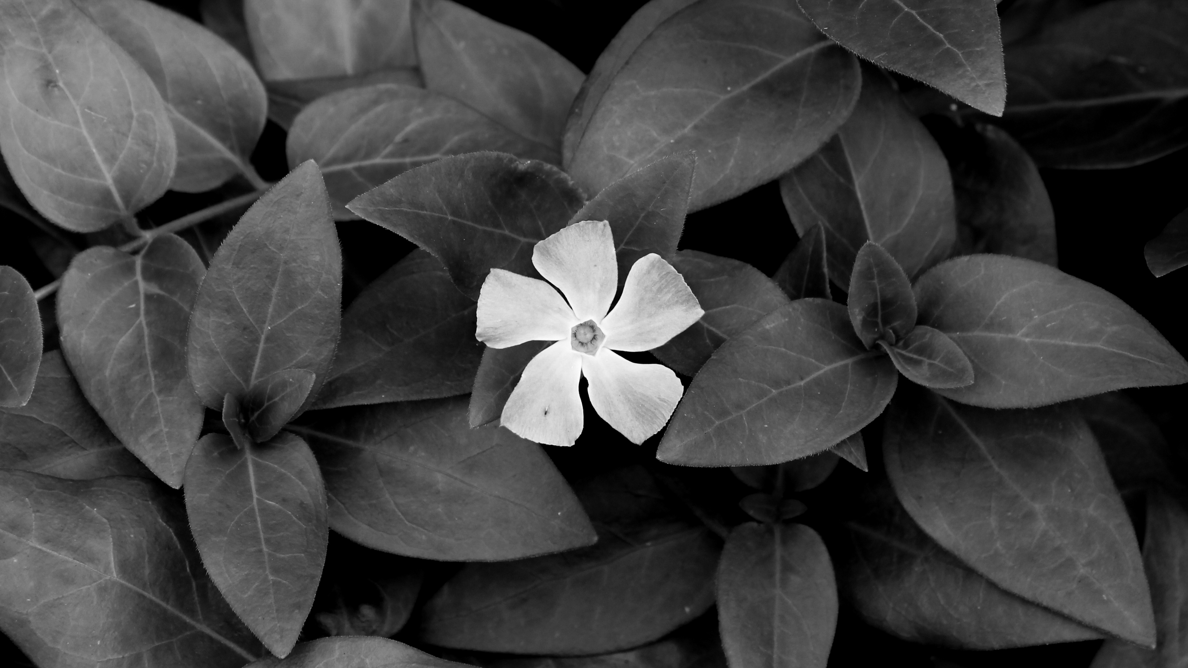 General 3788x2131 nature monochrome plants leaves flowers