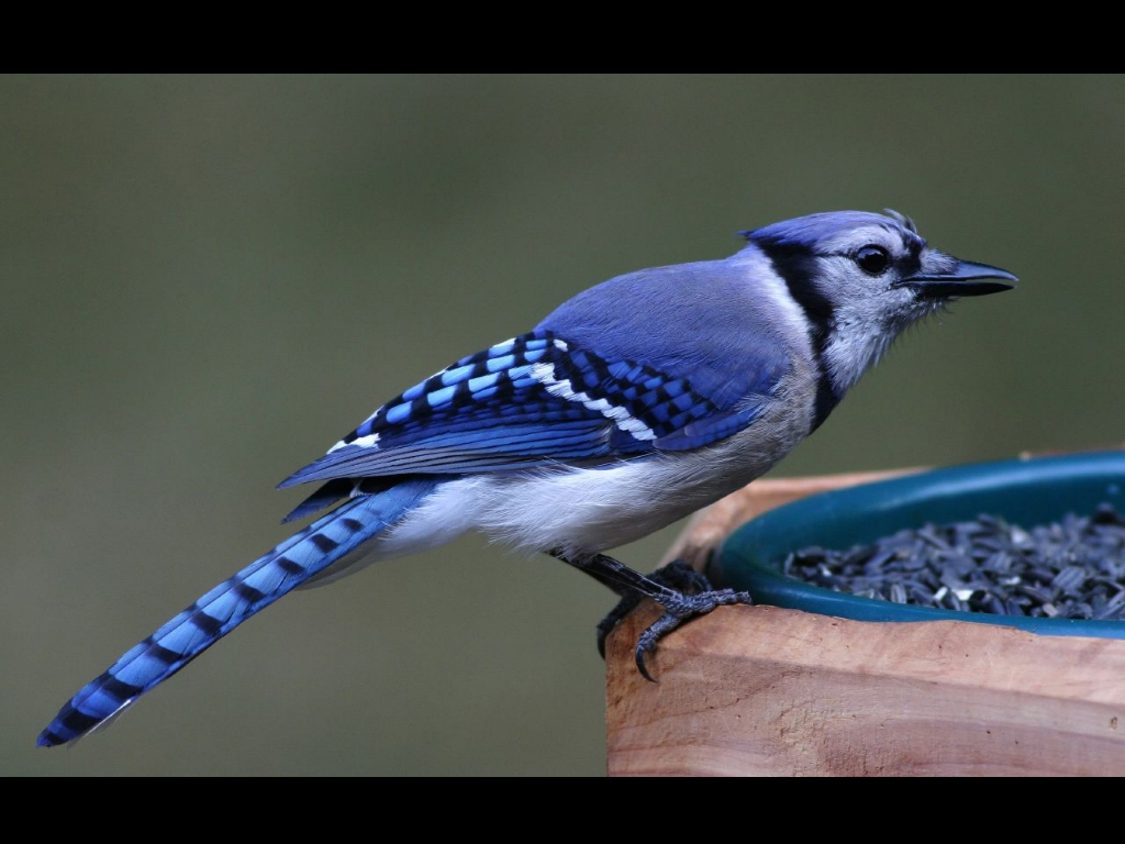 General 1024x768 birds blue jays animals