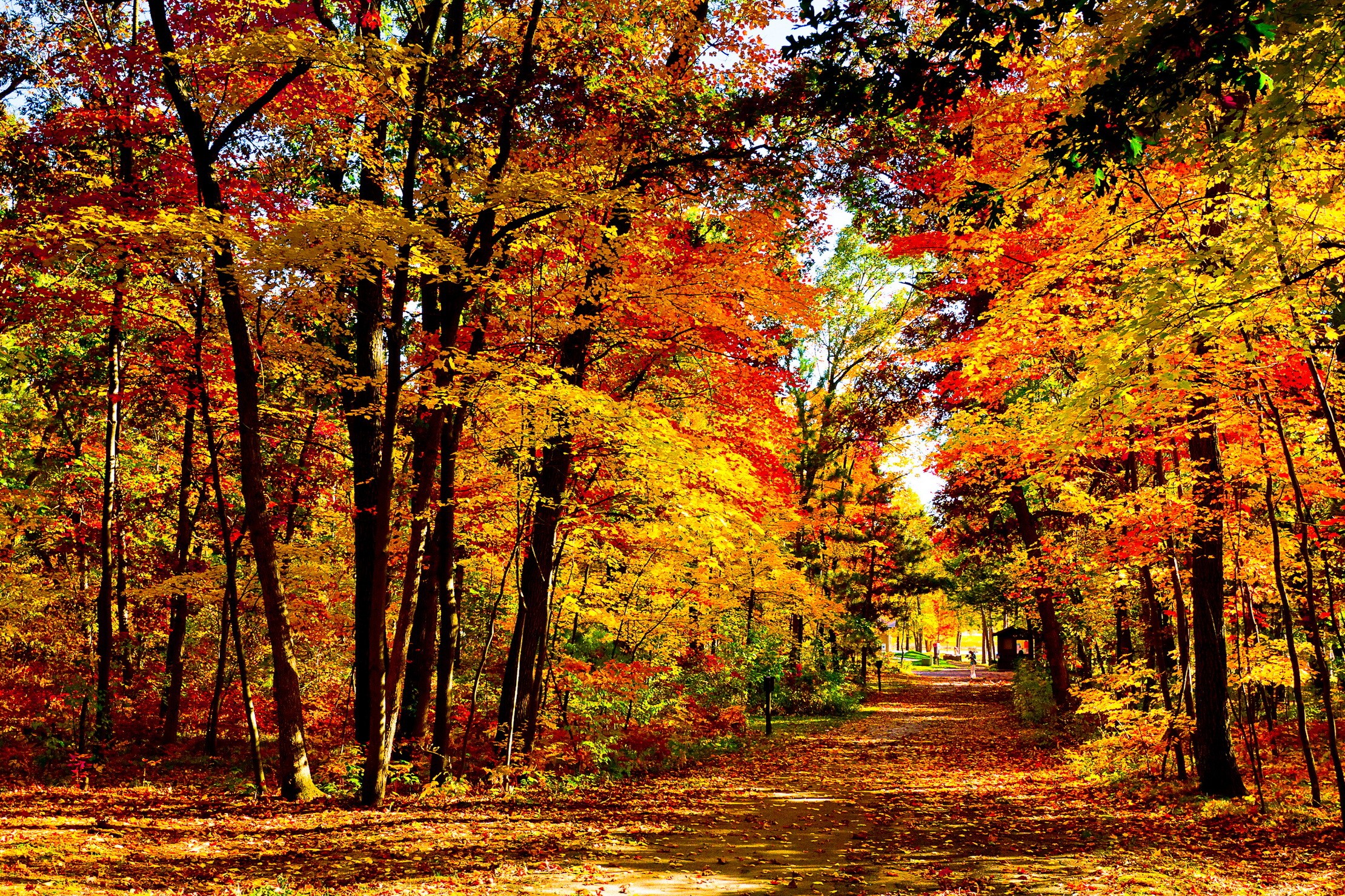 General 2220x1480 nature wood path forest fall red leaves trees fallen leaves