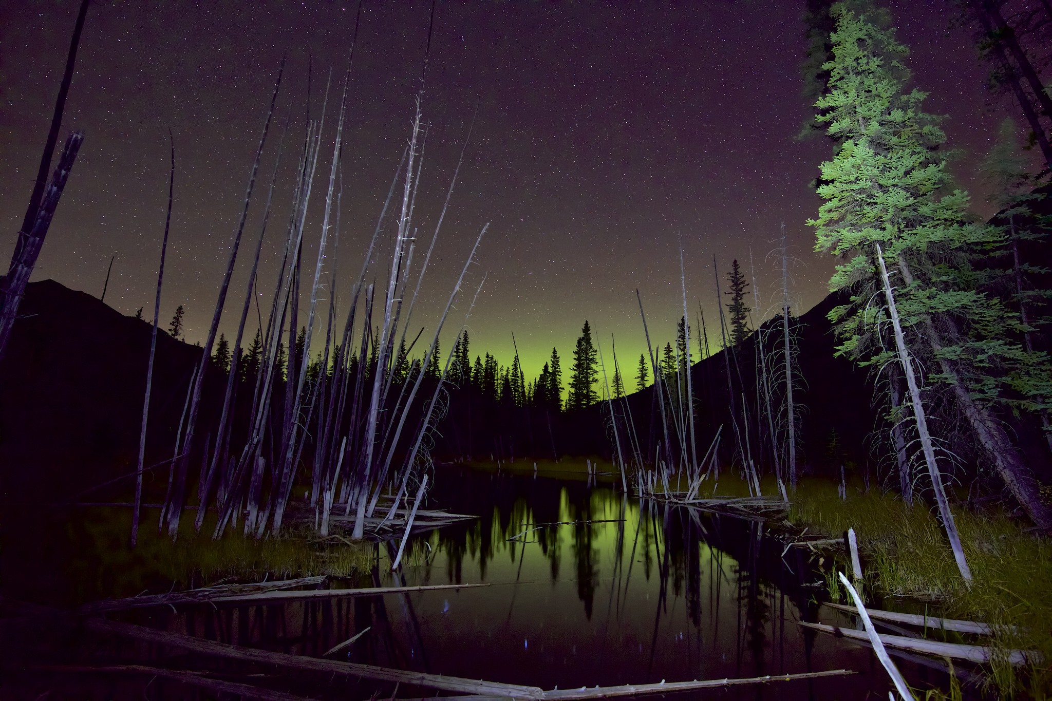 General 2048x1365 river night dead trees pine trees silhouette spooky nature low light
