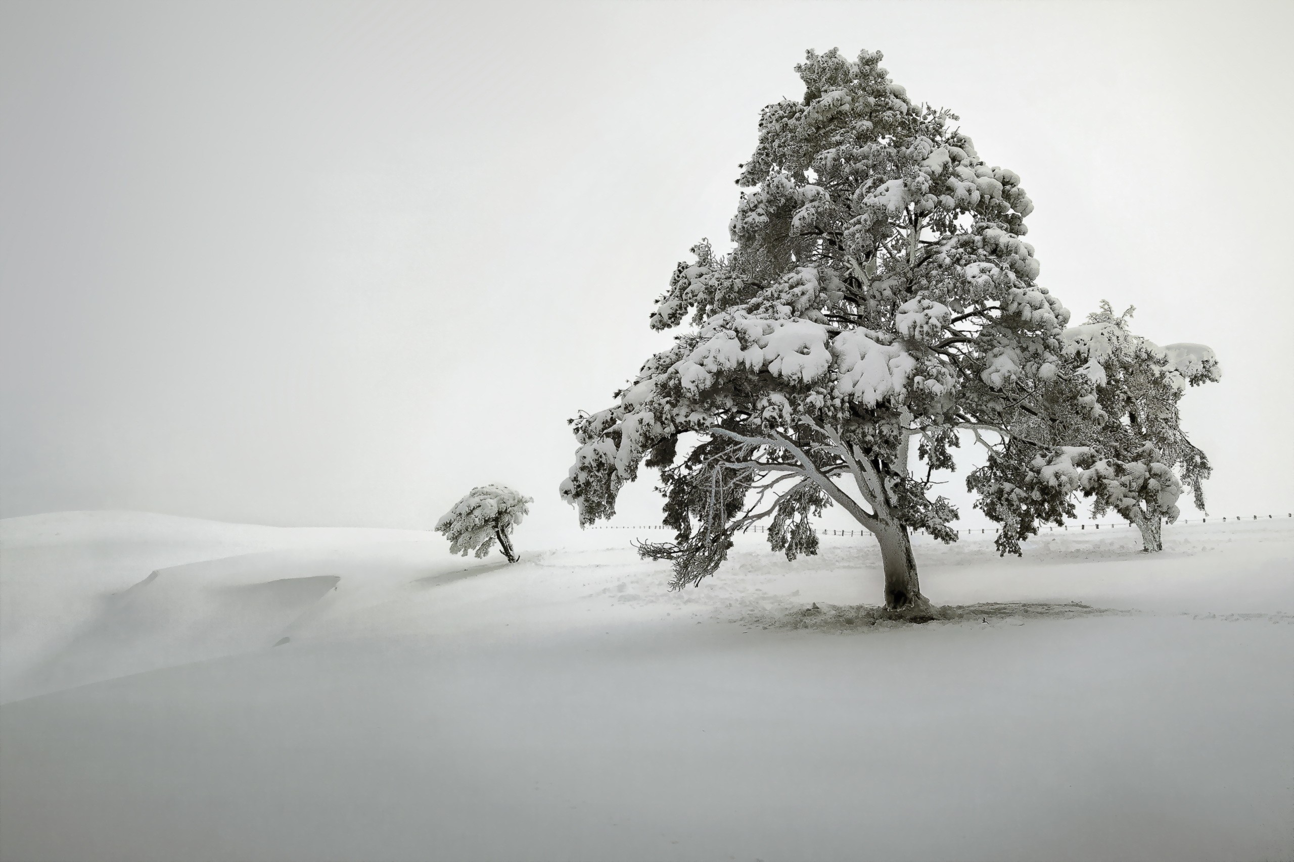 General 2560x1707 trees snow winter landscape nature white minimalism cold outdoors