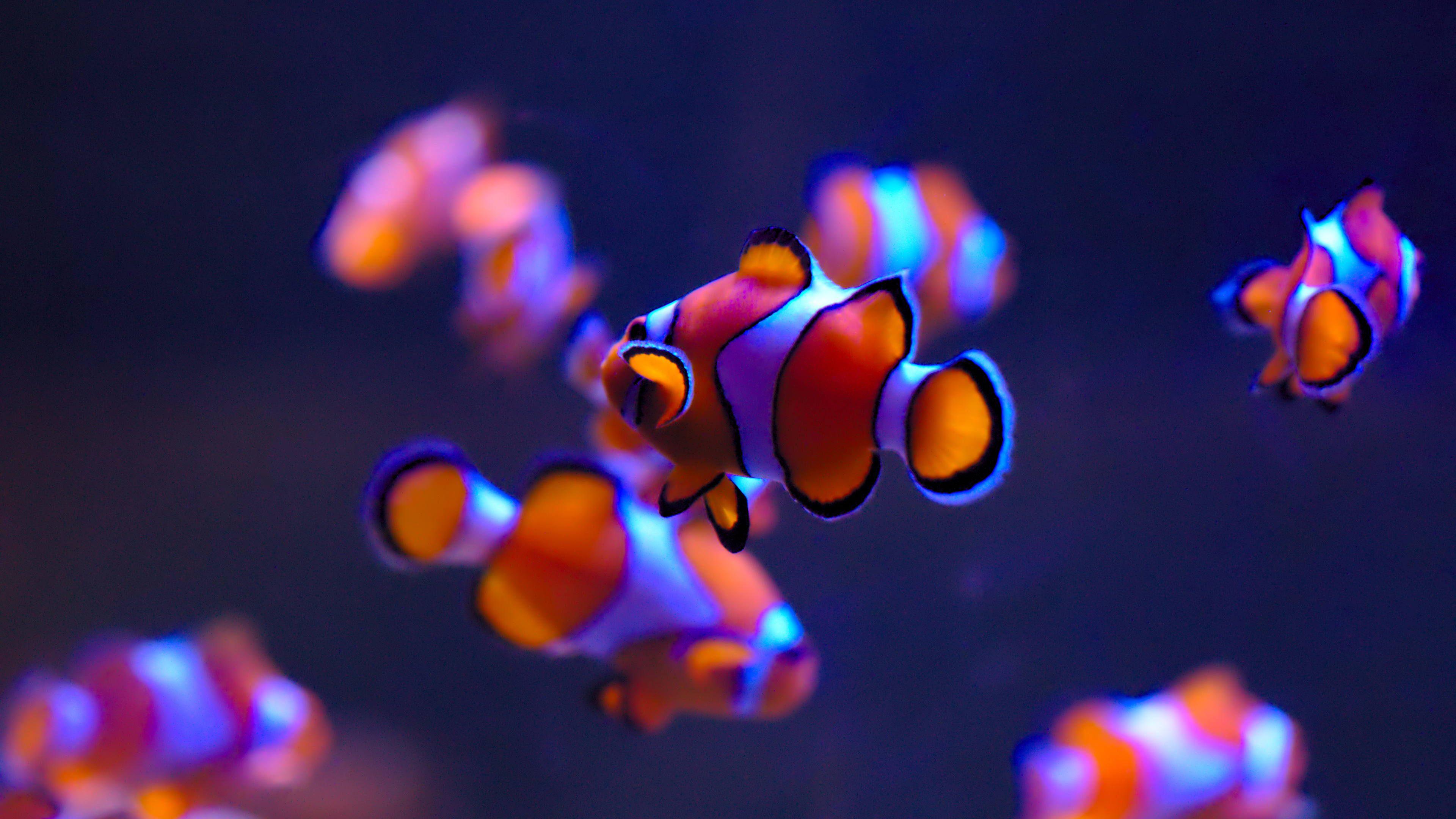 General 3840x2160 Ultra  HD fish clownfish underwater closeup