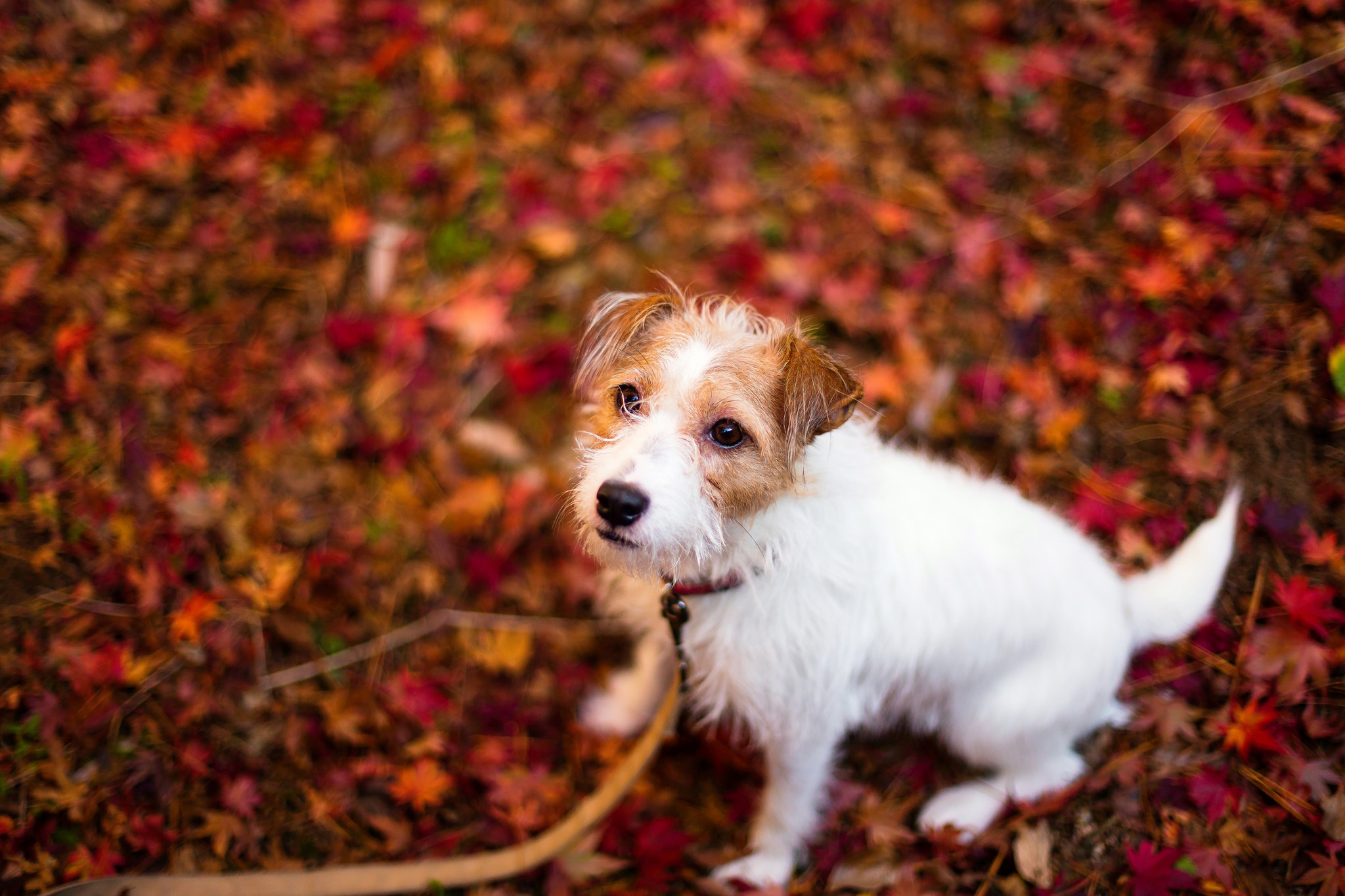 General 2048x1365 leaves fall animals dog