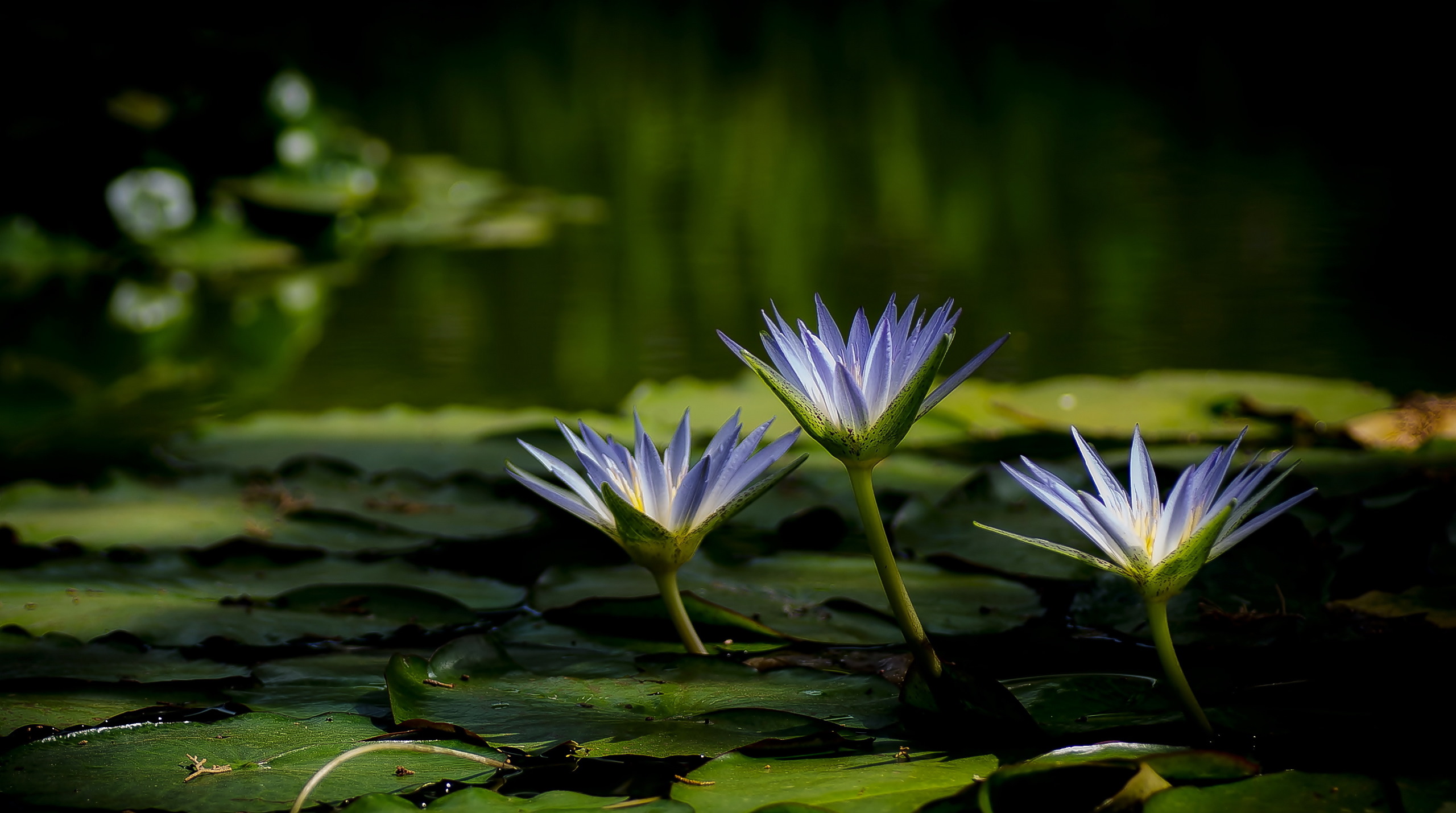 General 2560x1429 water lilies nature water flowers plants closeup