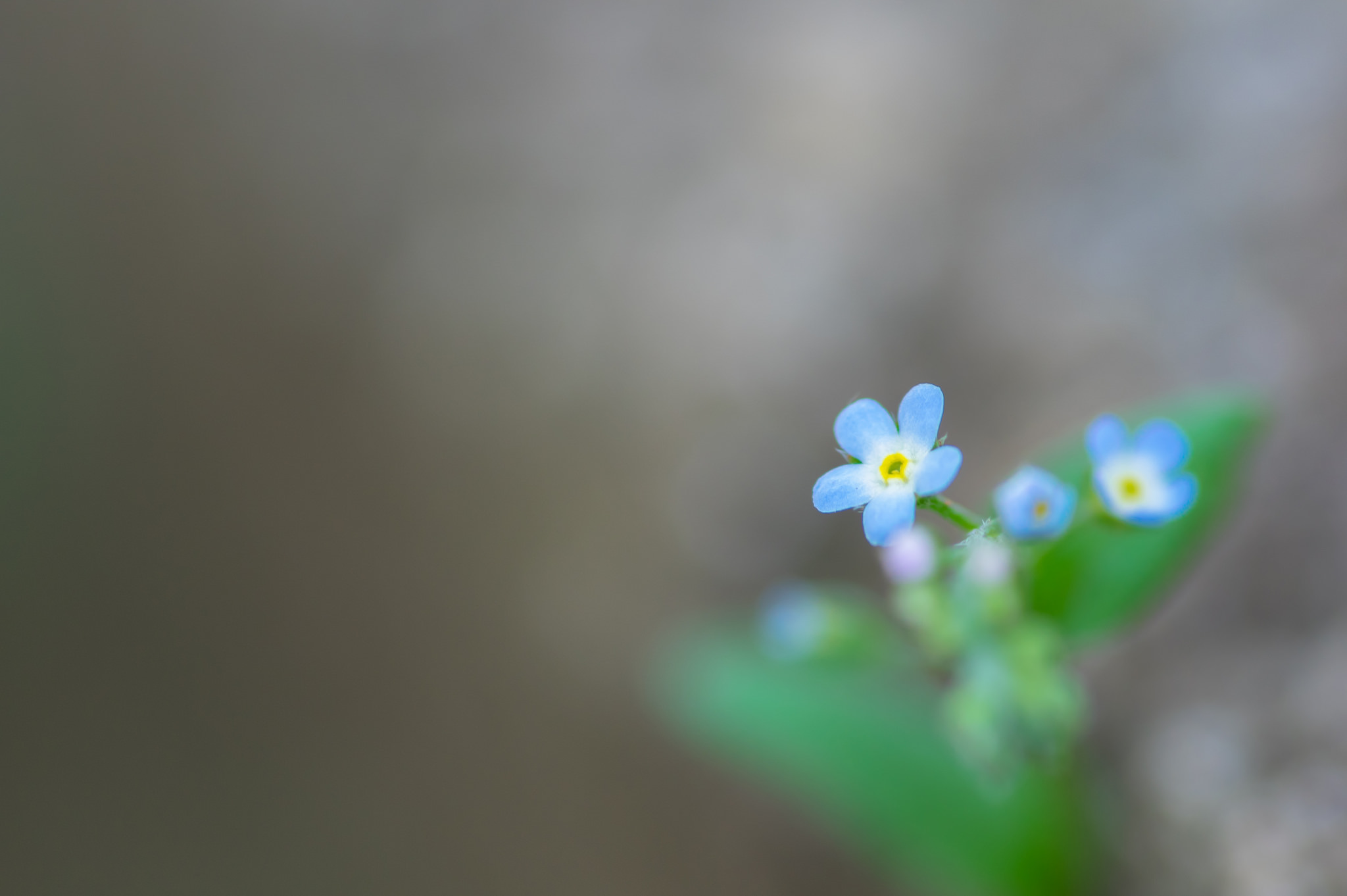 General 2048x1362 flowers nature macro colorful forget-me-nots