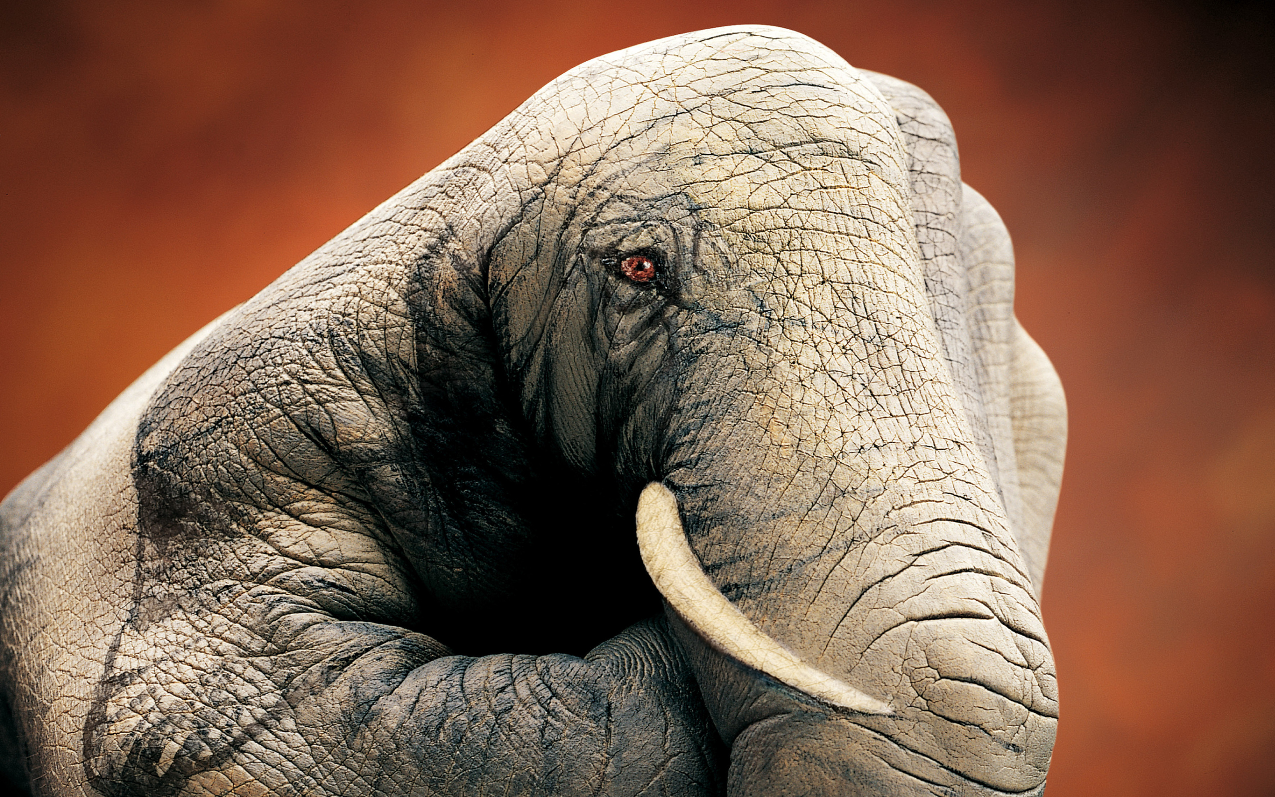 General 2560x1600 hands elephant simple background photo manipulation creativity