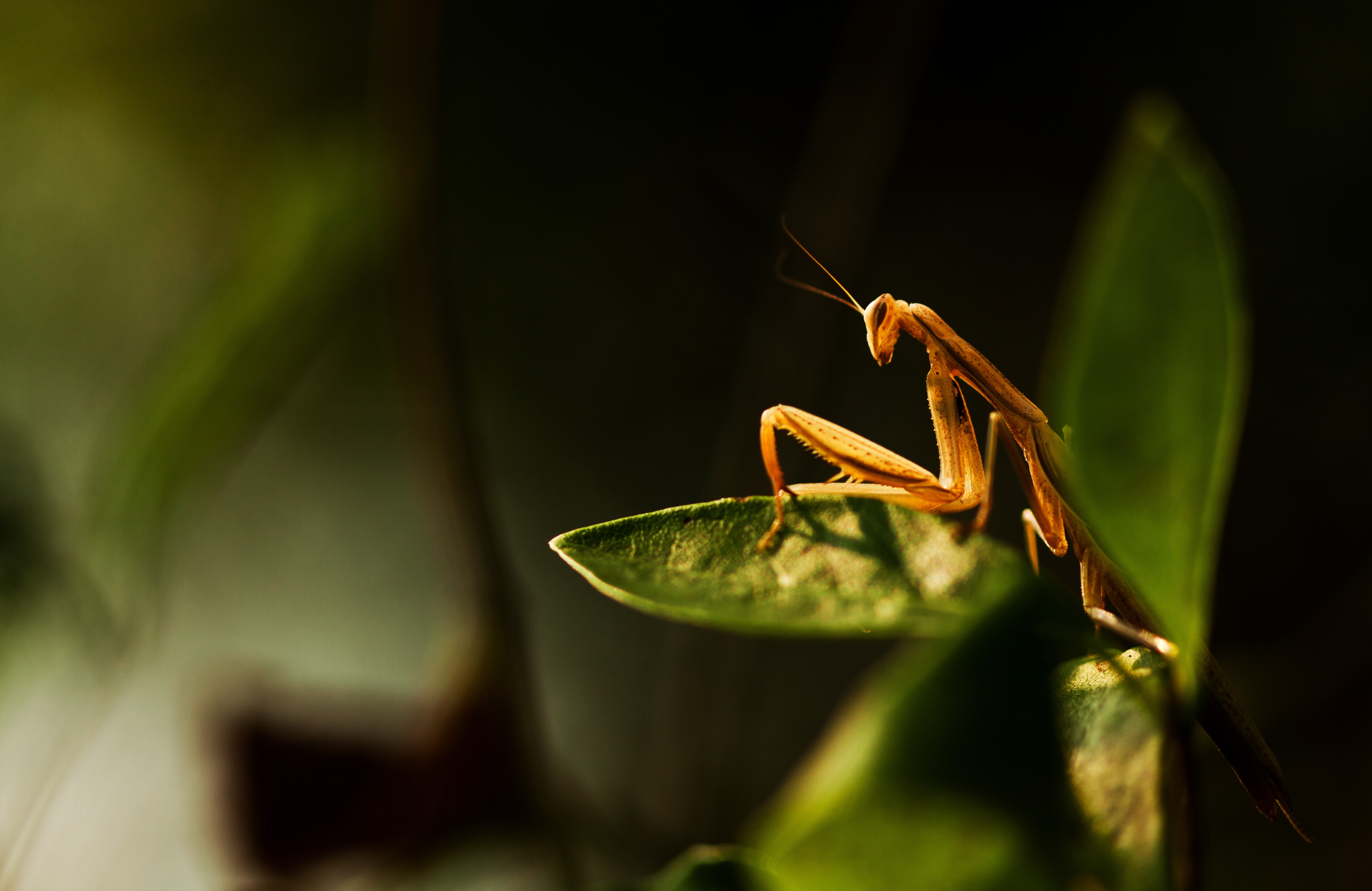 General 4686x3042 plants macro insect mantis animals leaves nature Praying Mantis
