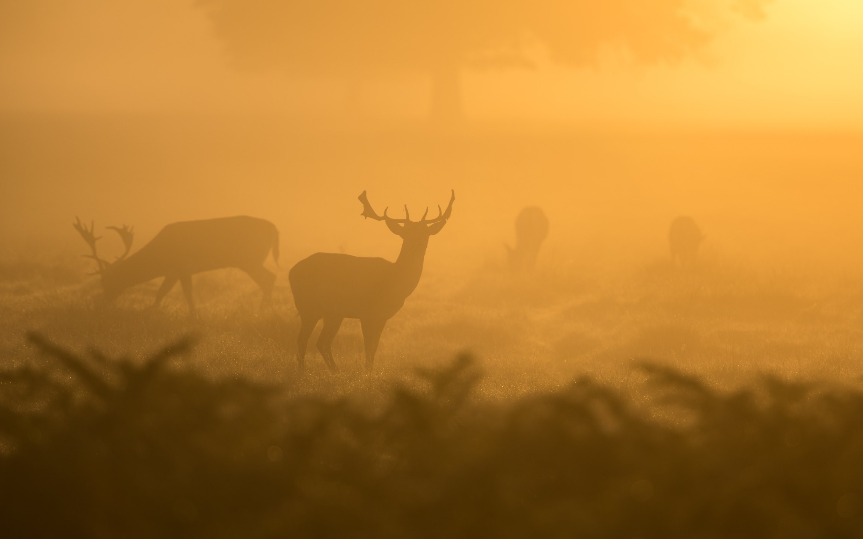 General 2880x1800 deer plants sunset sunlight mist looking at viewer orange sky animals mammals low light