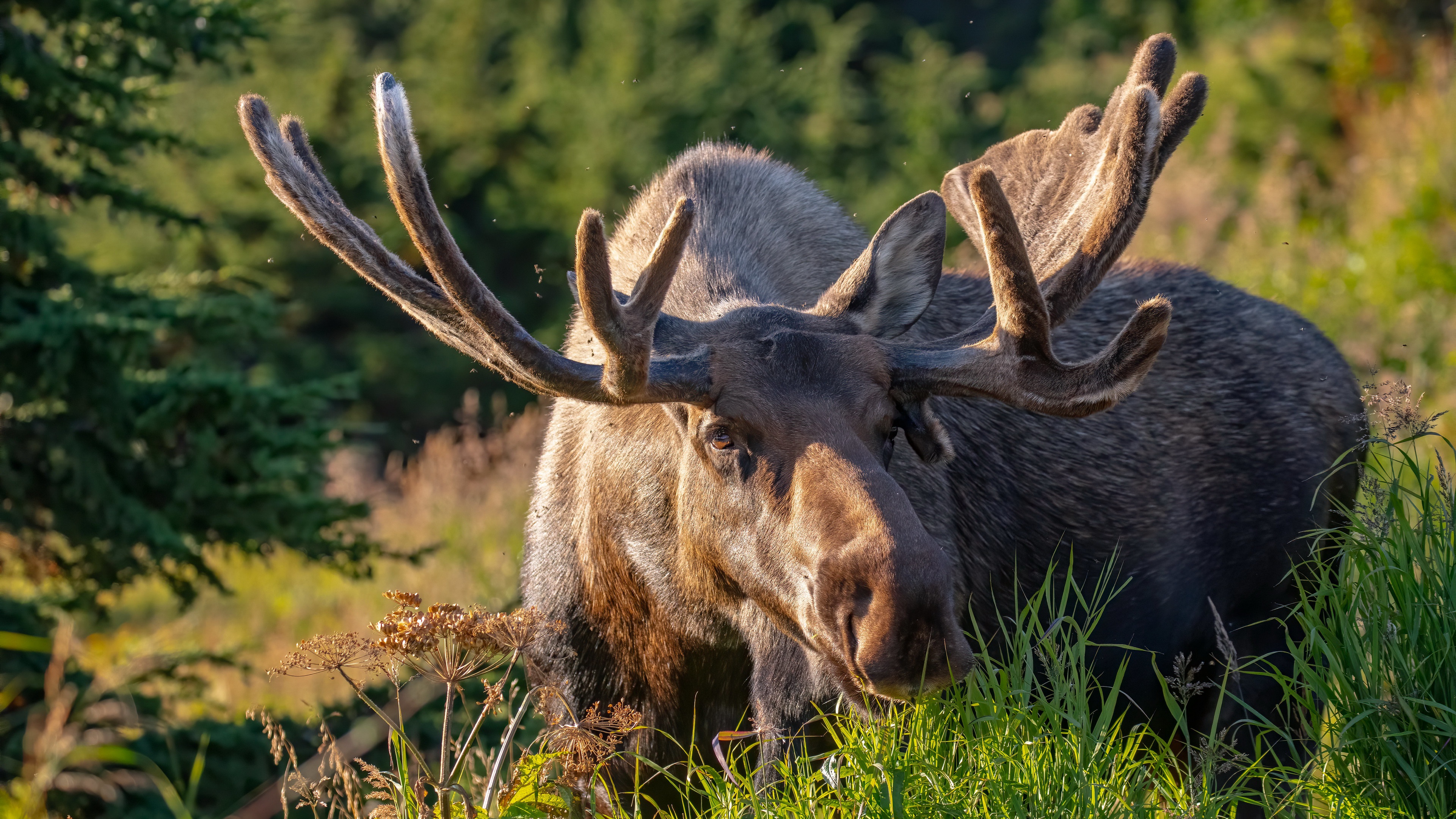 General 3840x2160 moose nature depth of field animals mammals horns antlers grass closeup