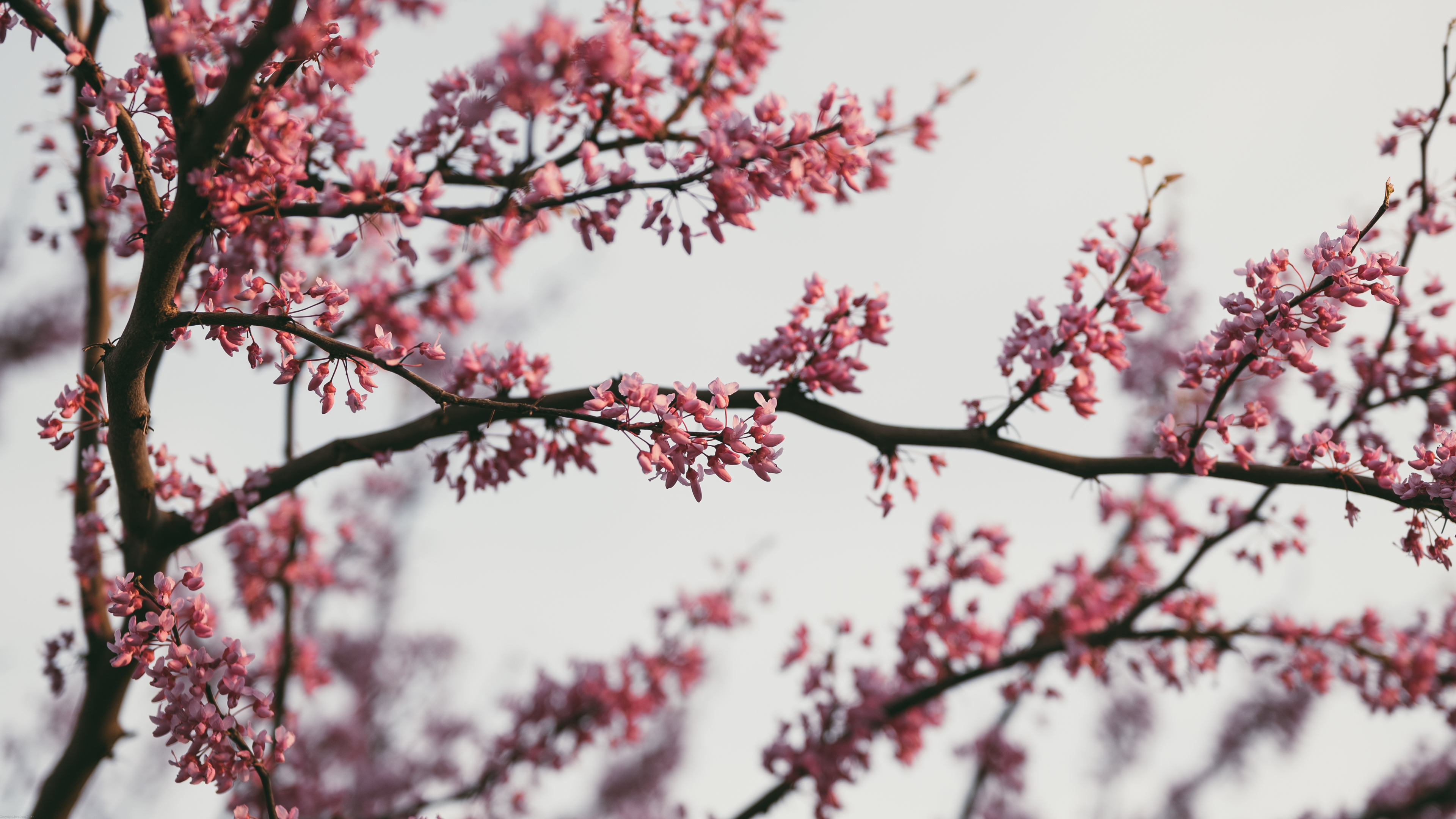 General 3840x2160 nature photography outdoors flowers pink flowers dusk spring trees branch bright oriental