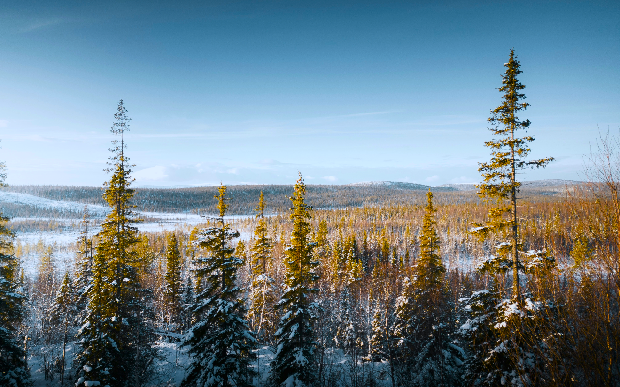 General 2560x1600 nature landscape trees winter spruce forest snow far view North  Russia