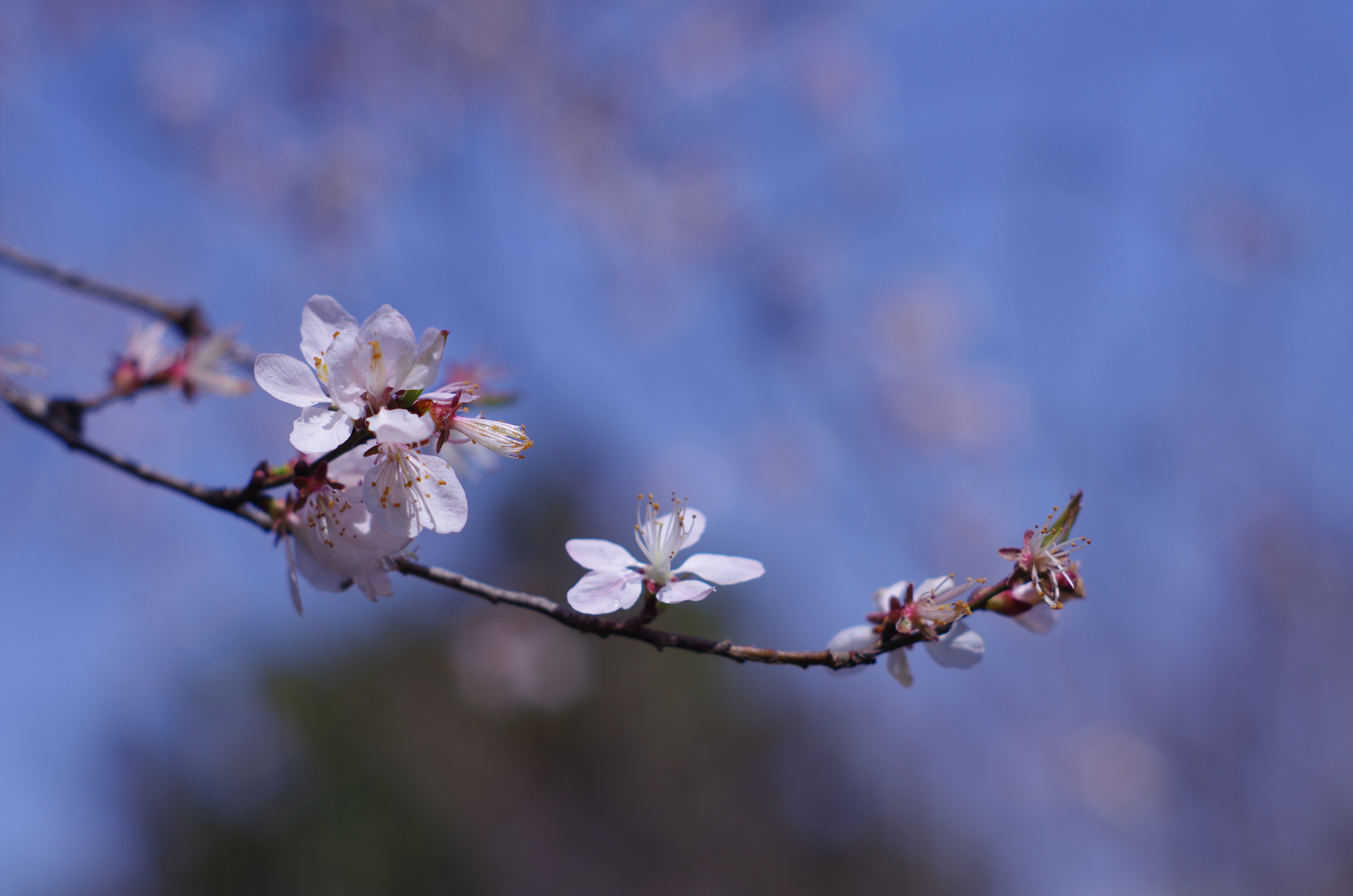 General 4928x3264 peach blossom cherry plum spring spring flower flowers nature