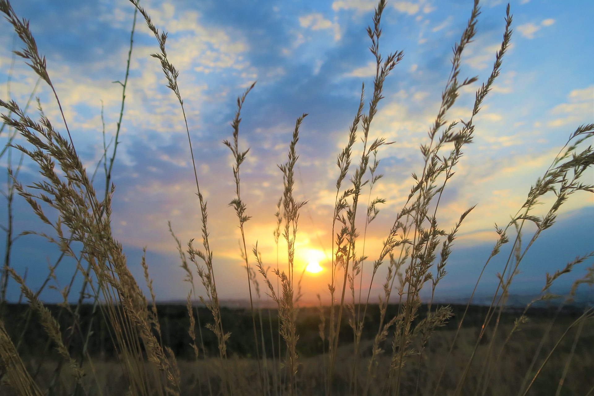 General 1920x1279 sunset nature landscape wheat sunset glow sky