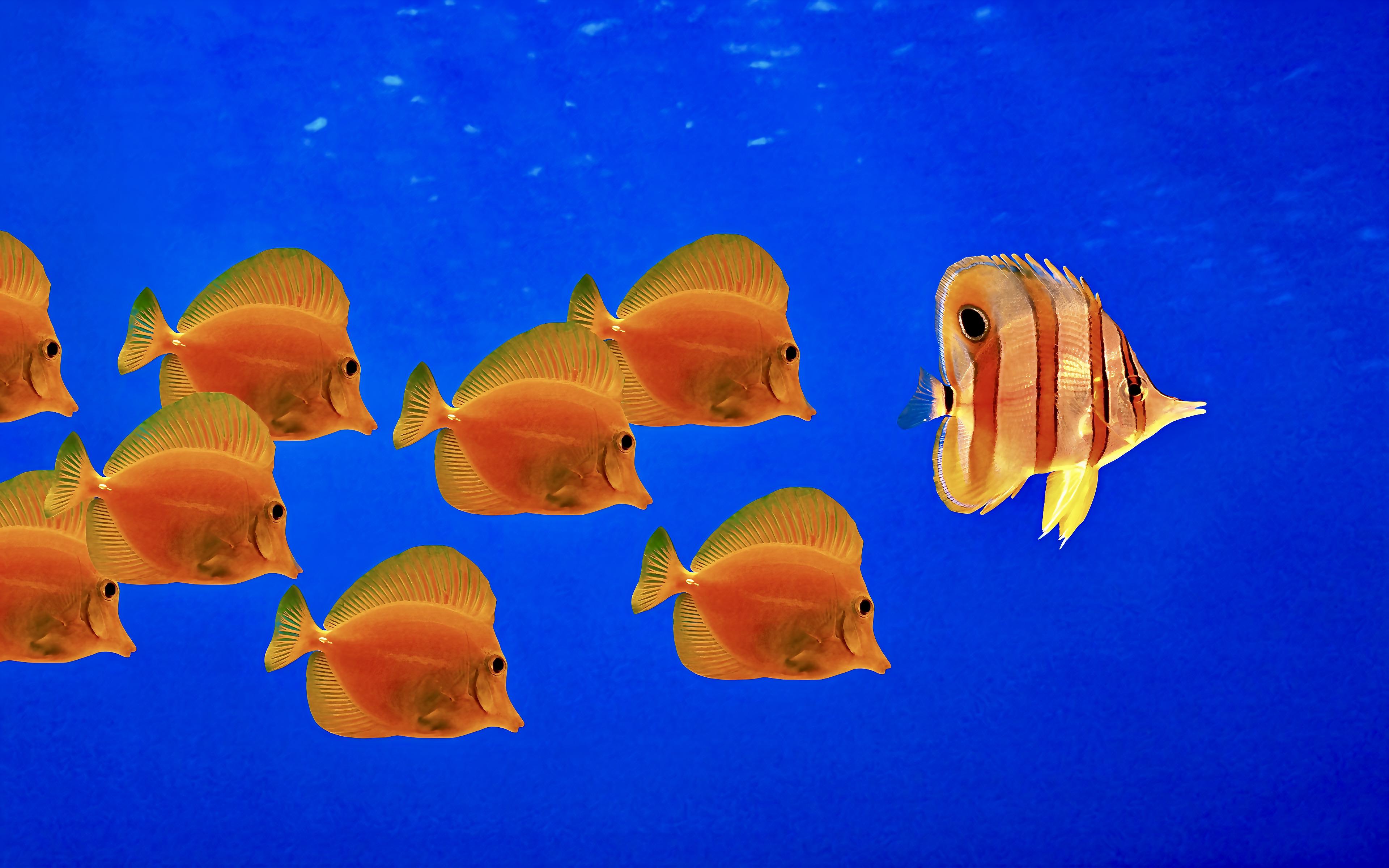 General 3840x2400 Windows XP underwater water minimalism fish animals simple background