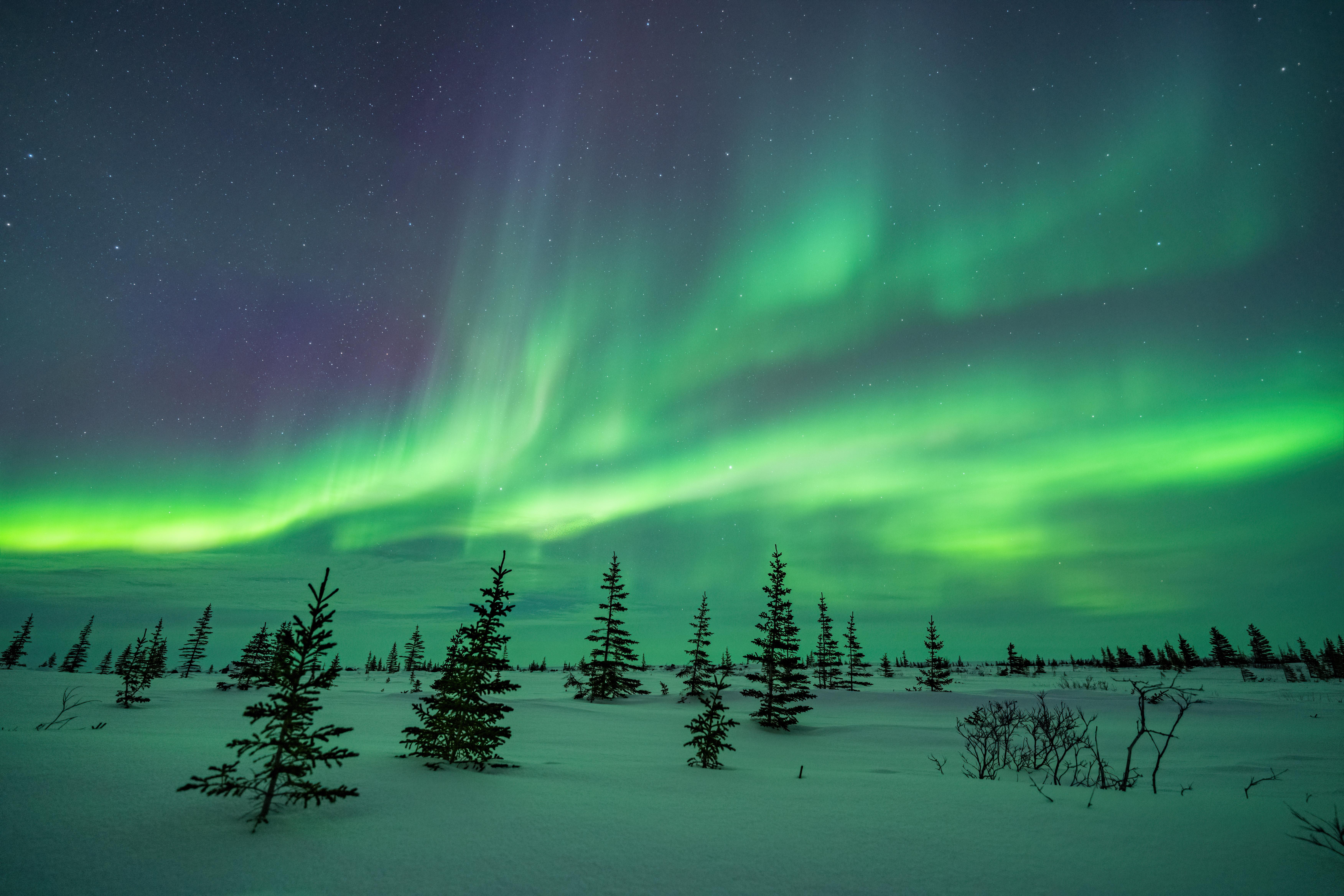 General 7008x4672 Canada landscape winter snow pine trees aurorae night nature sky