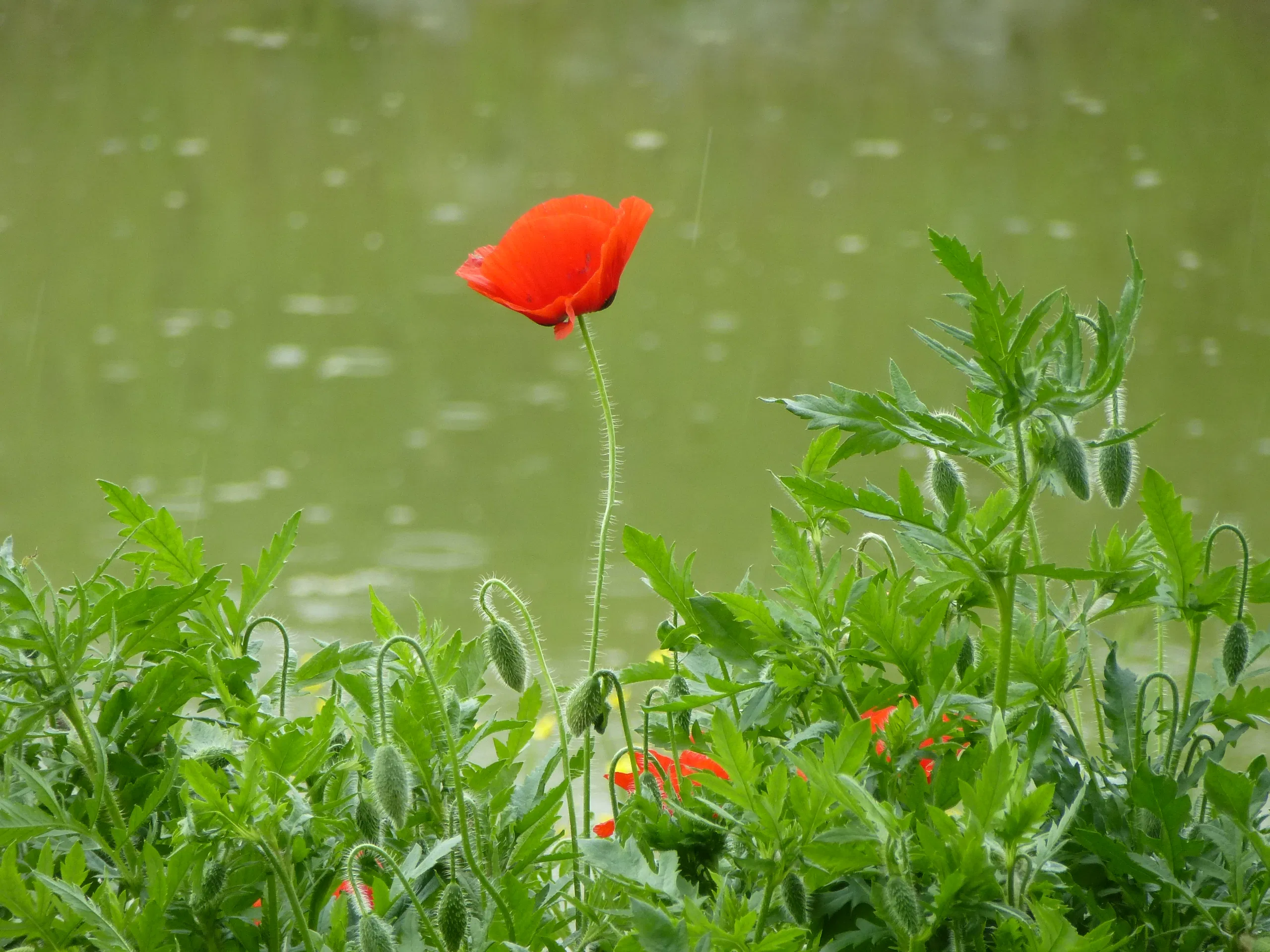 General 2560x1920 poppies flowers nature plants water