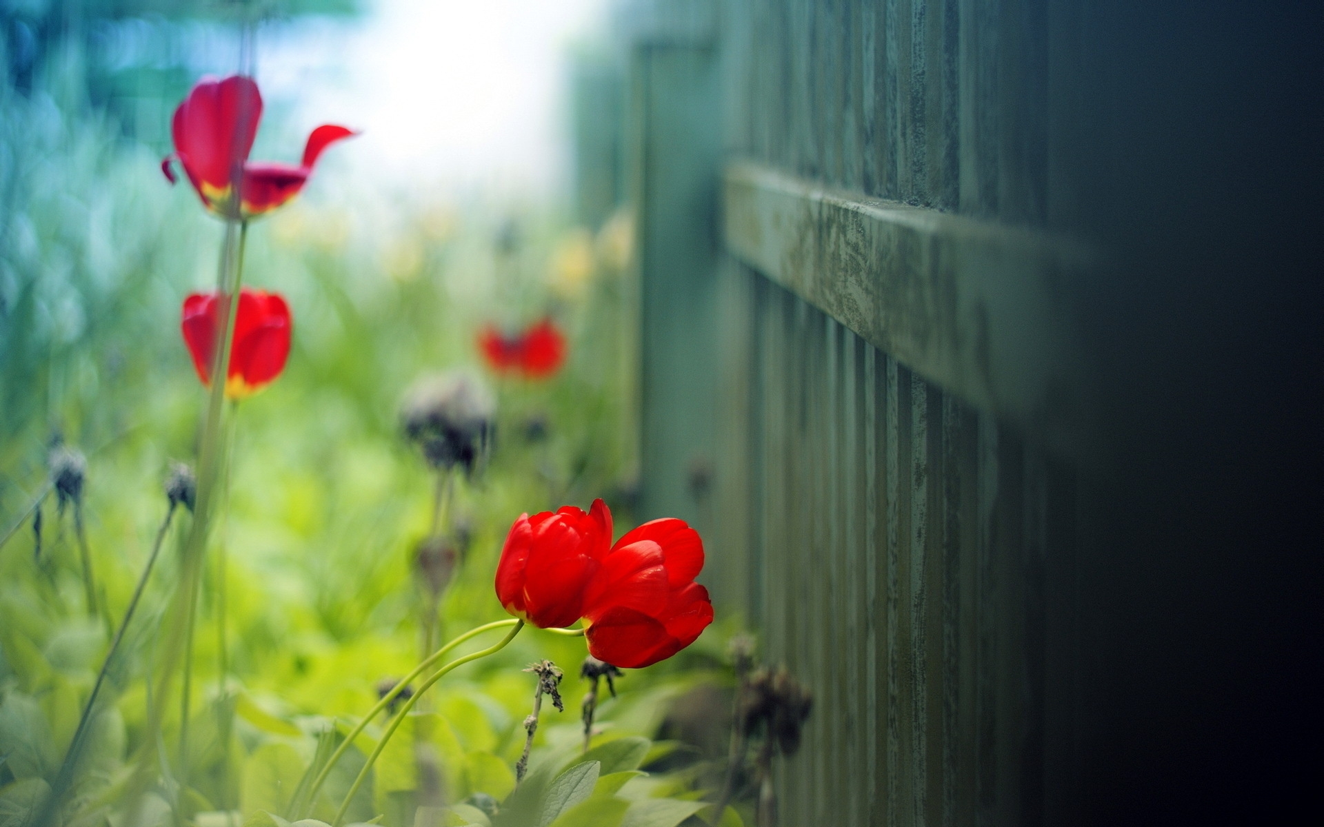 General 1920x1200 nature plants flowers fence poppies depth of field