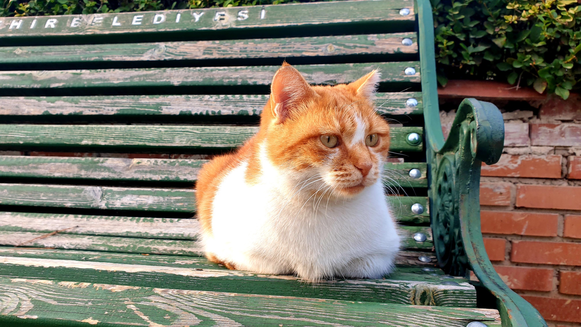 General 1893x1065 cats bench outdoors animals feline