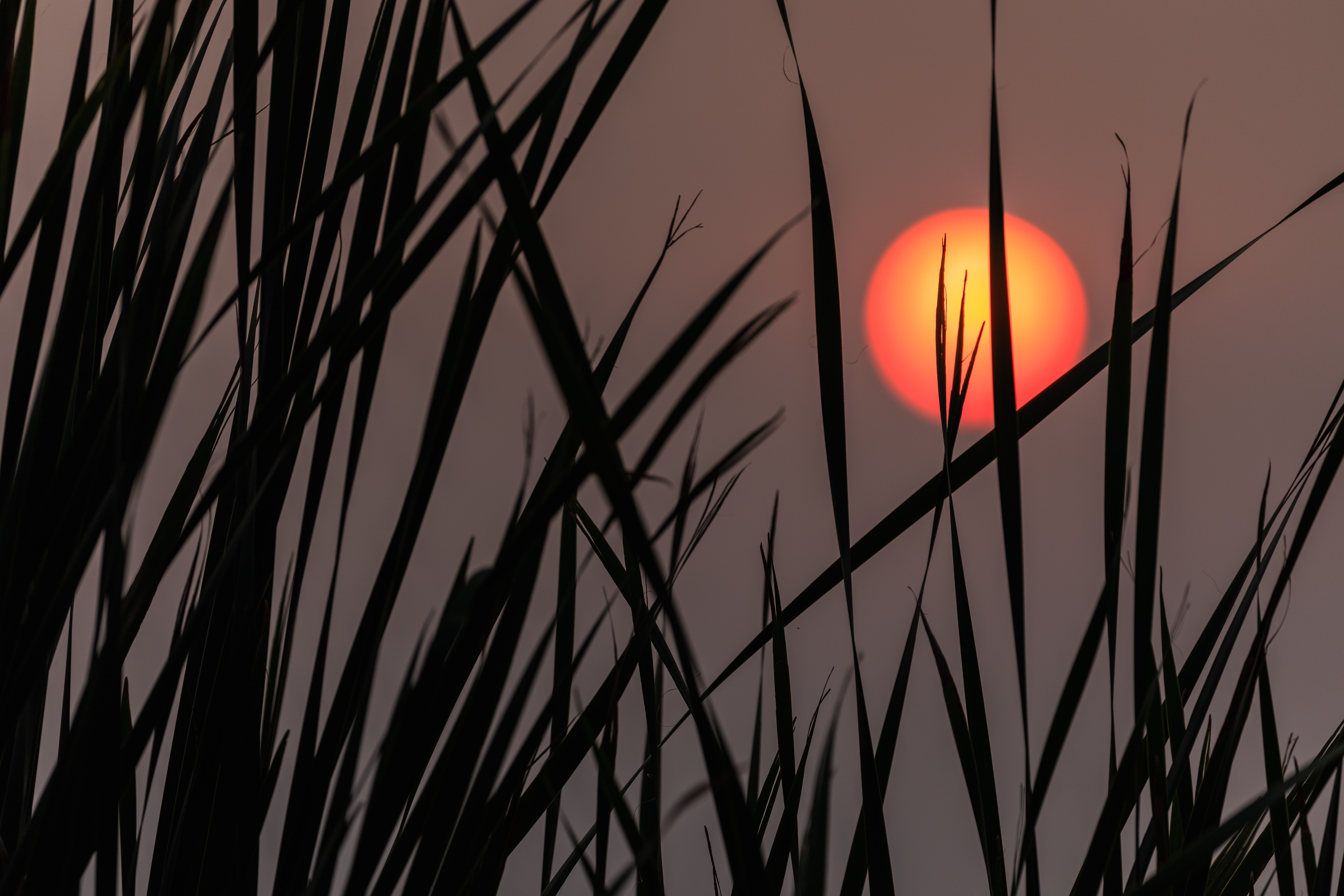 General 6720x4480 silhouette sunset Sun plants outdoors