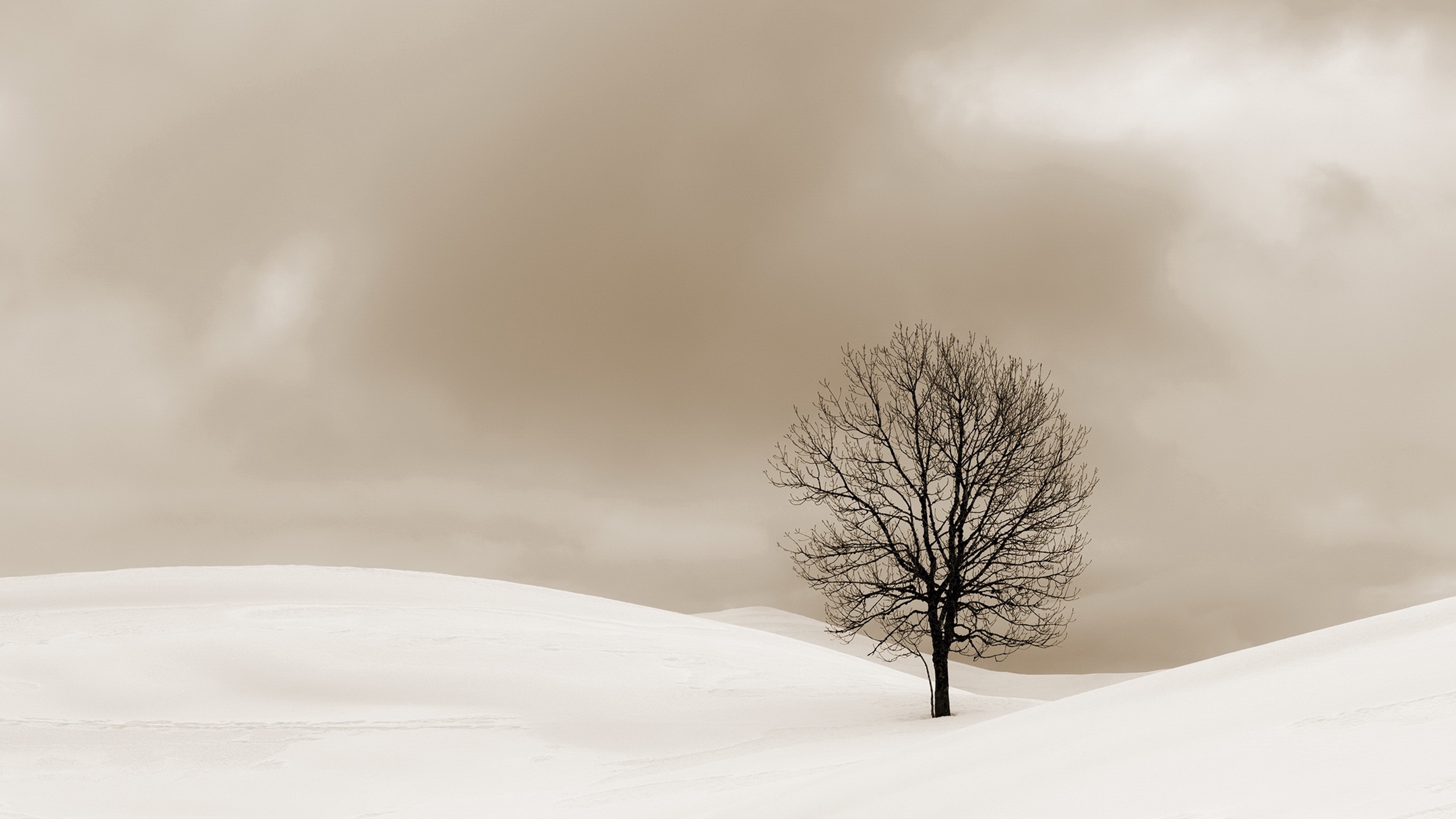 General 2560x1440 nature landscape snow cold trees outdoors winter