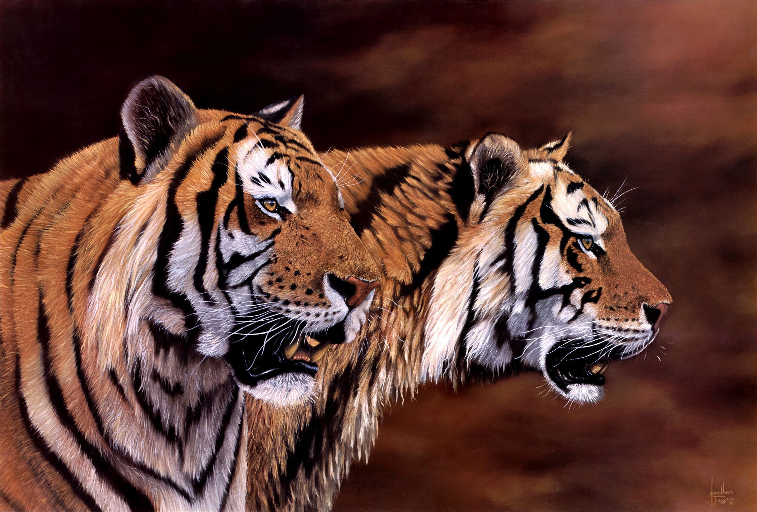 General 2533x1712 tiger big cats animals