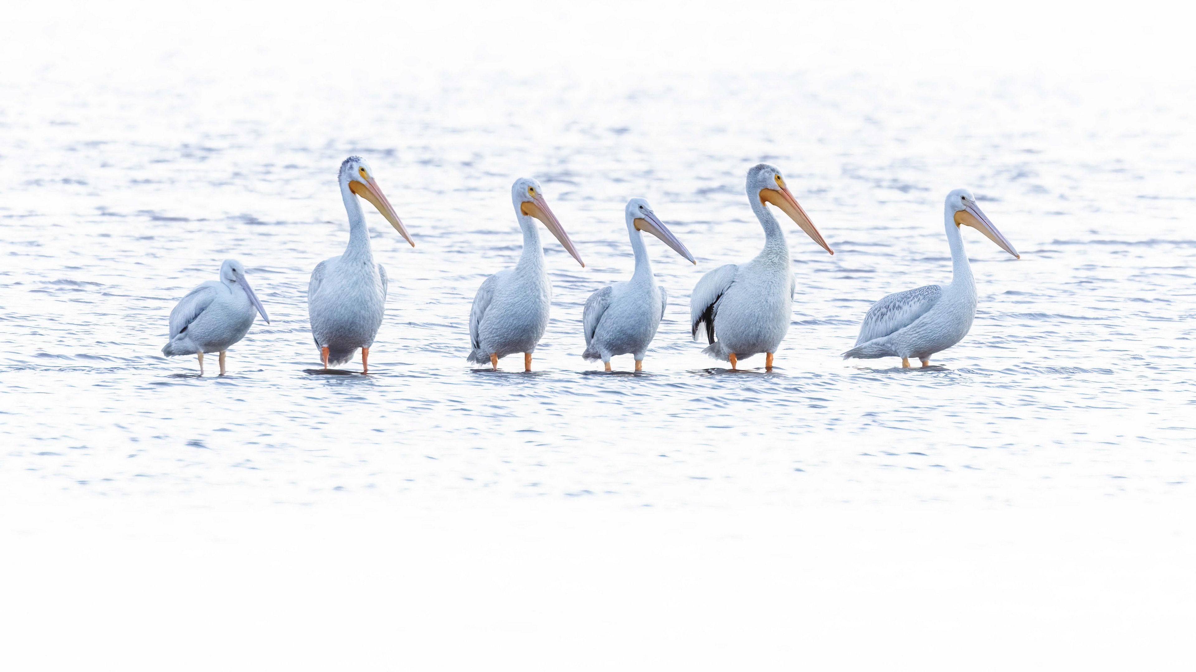 General 3840x2160 animals birds pelicans in water water nature