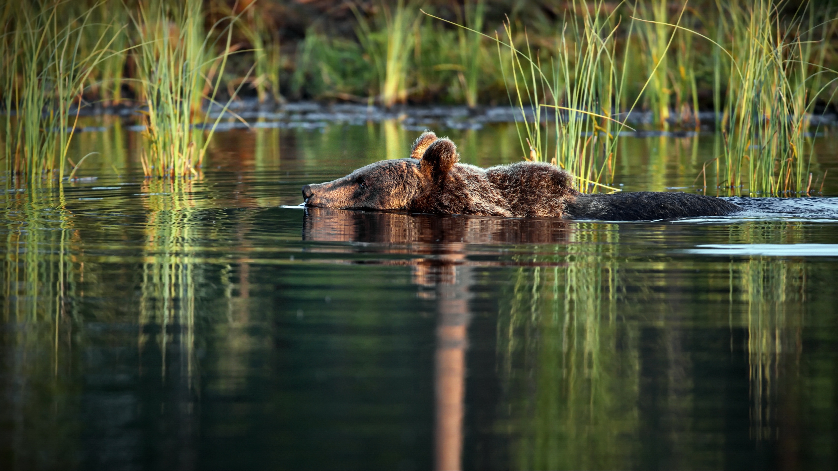 General 3333x1875 water nature animals mammals bears