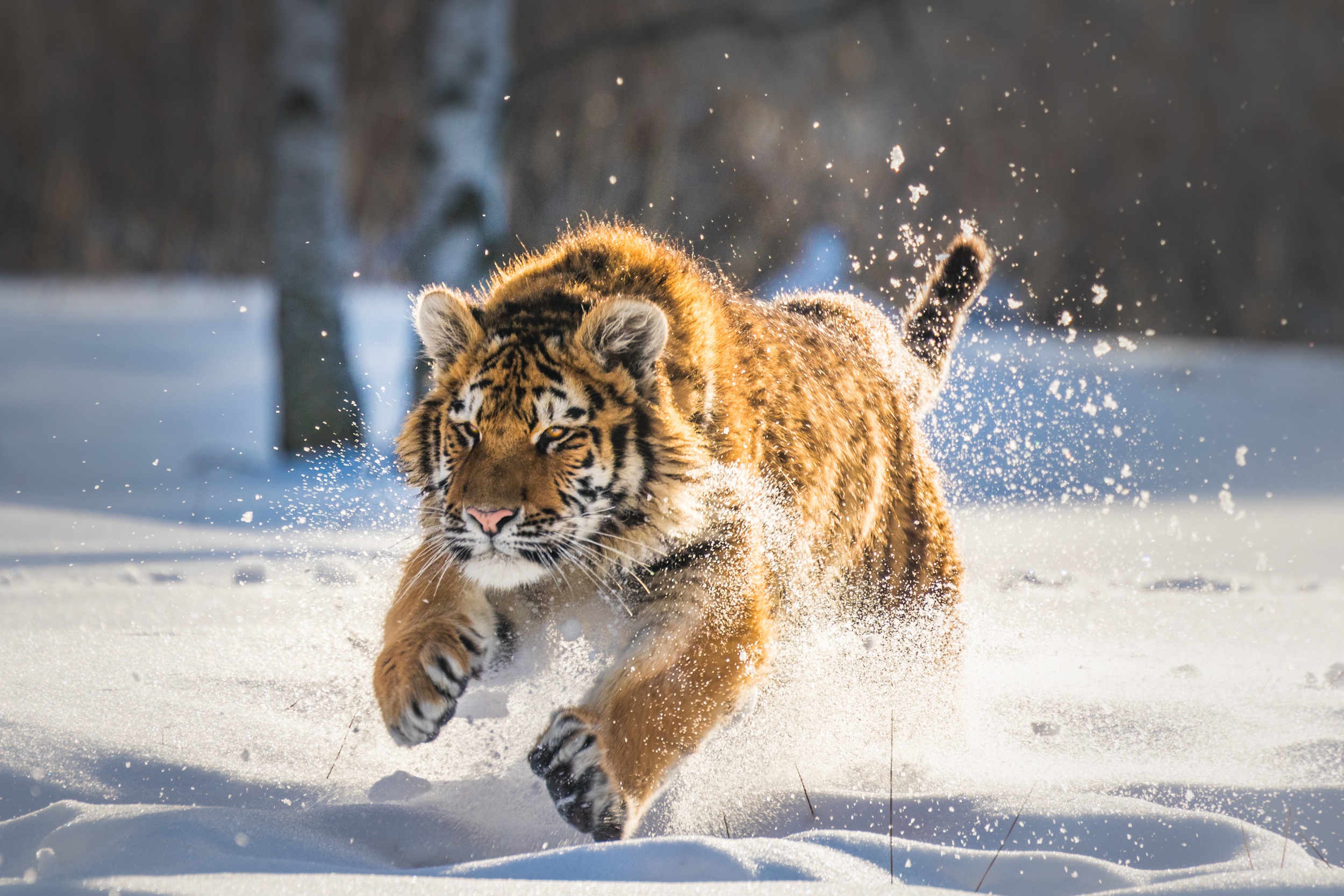 General 2500x1667 big cats animals tiger running winter snow mammals