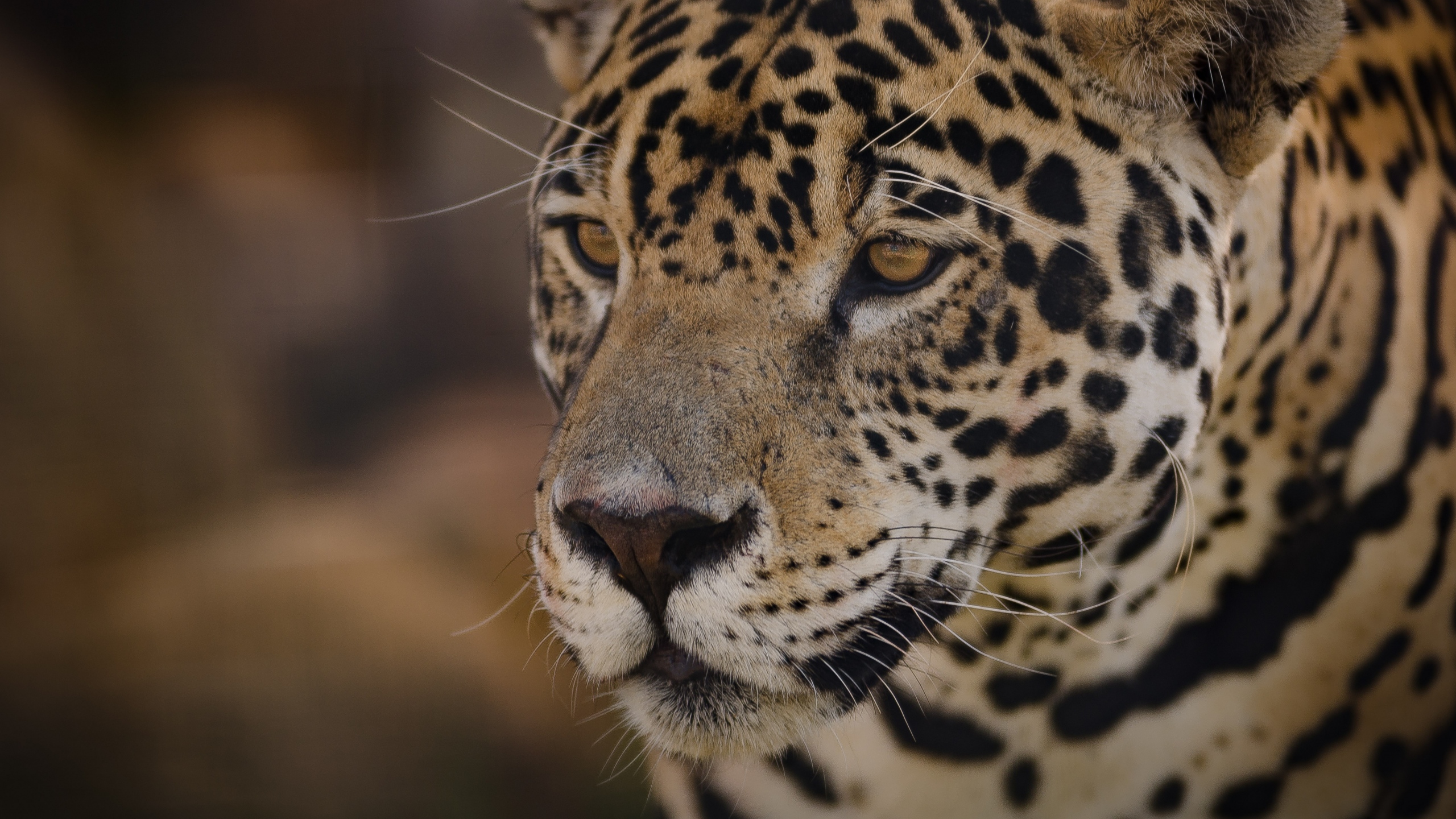 General 2560x1440 nature wildlife muzzles feline jaguars big cats mammals