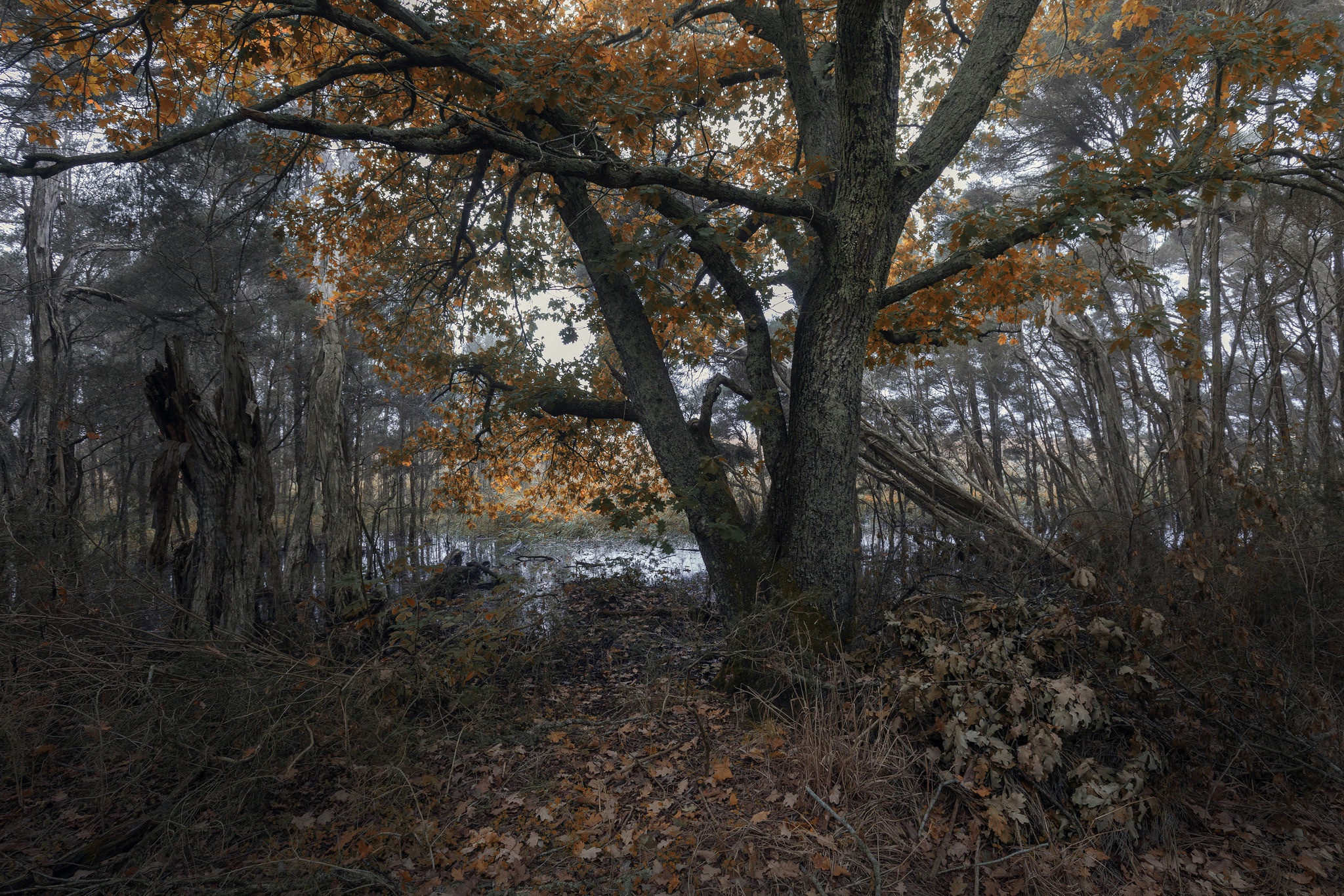General 2048x1365 nature trees fall leaves