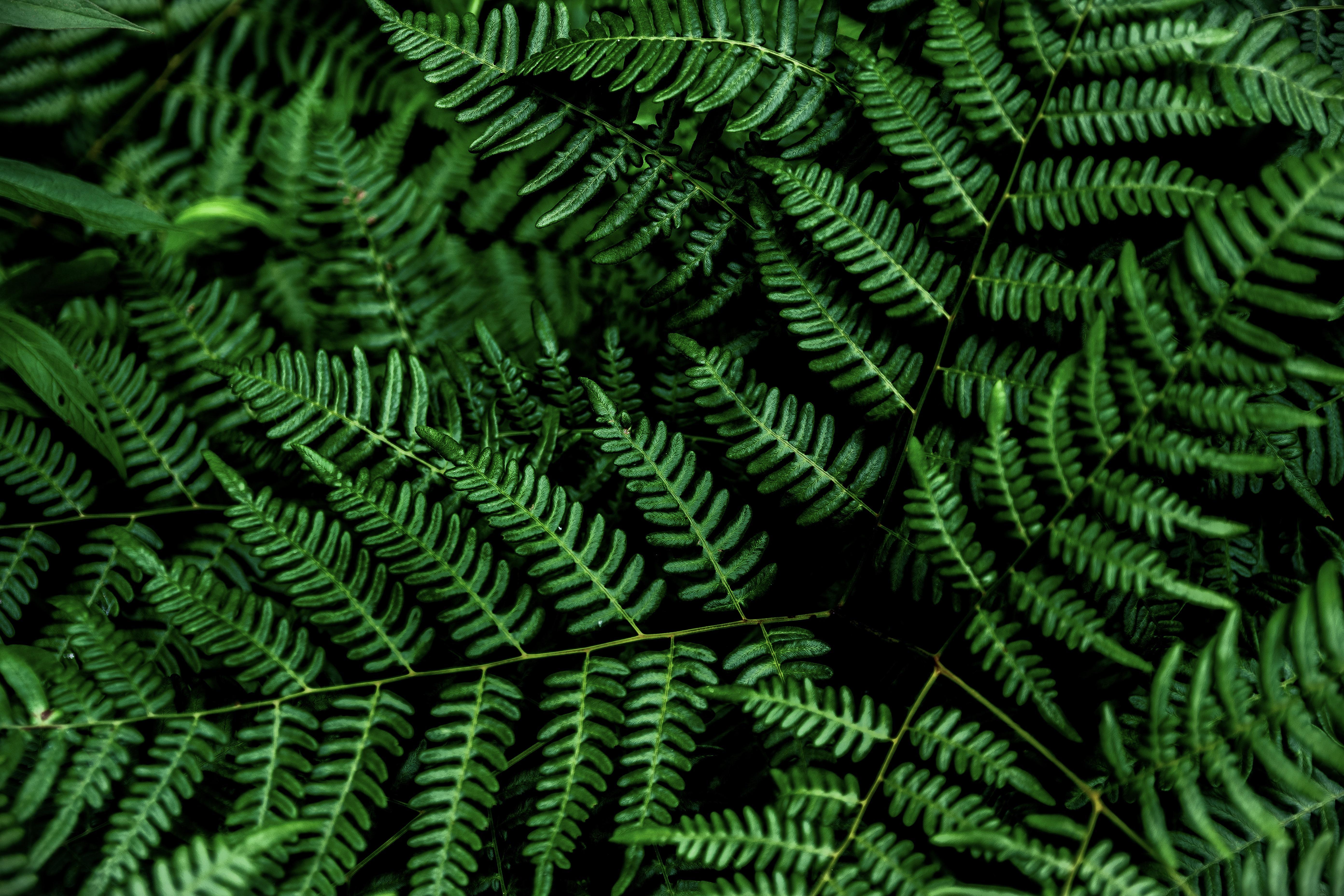 General 5568x3712 4K plants ferns green leaves