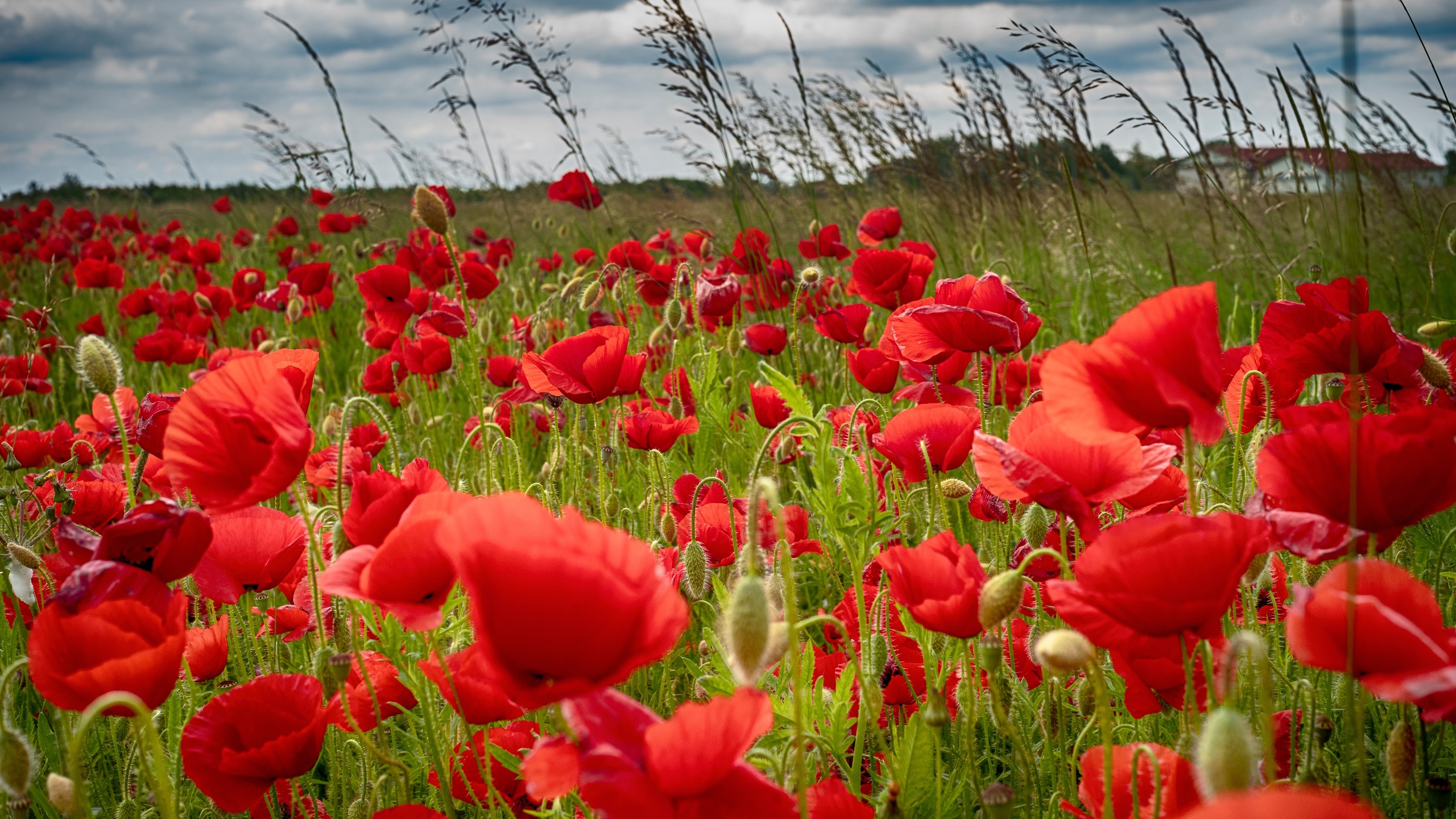 General 2560x1440 colorful field flowers plants red flowers poppies nature