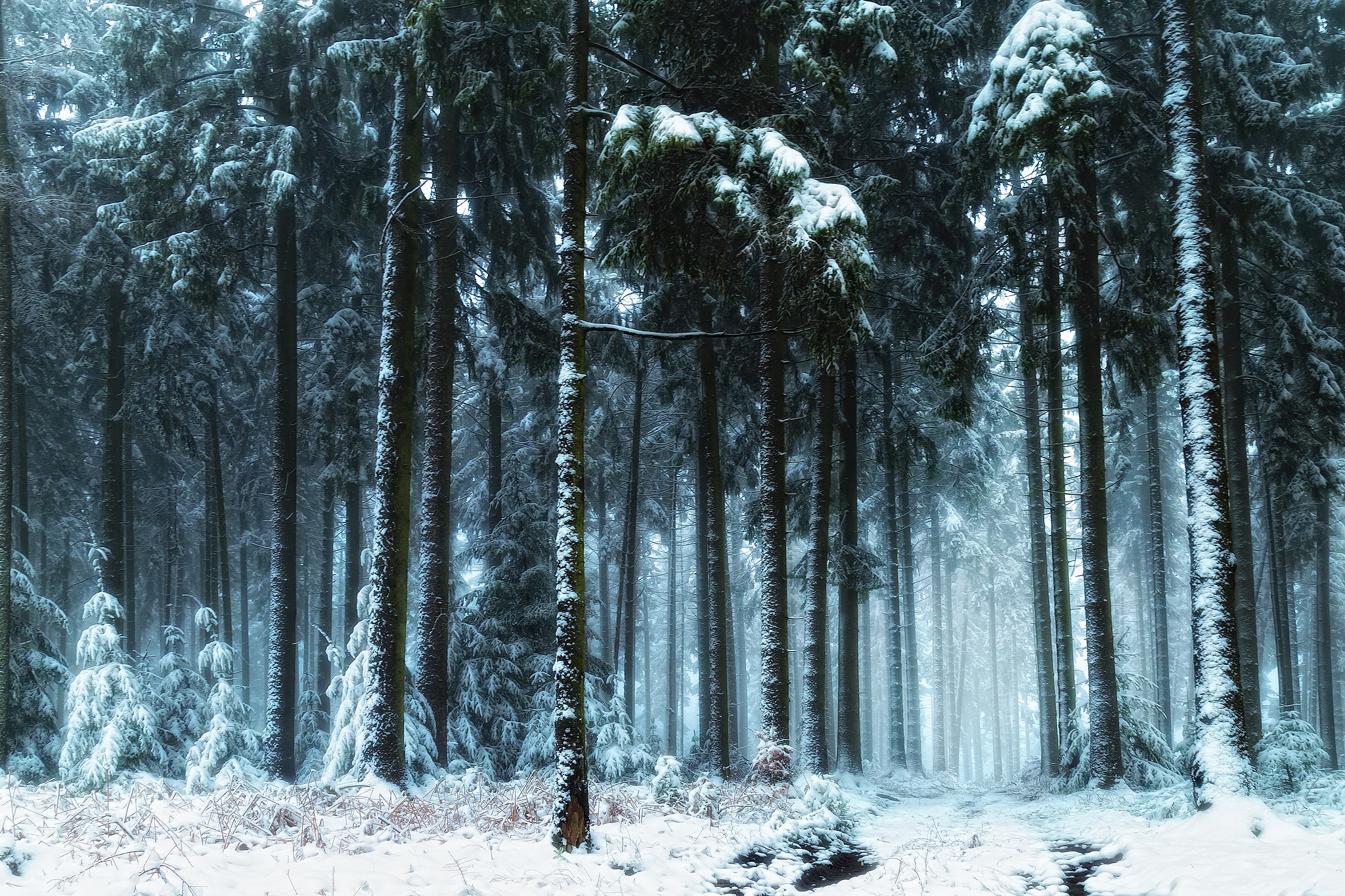 General 2048x1365 trees forest snow winter